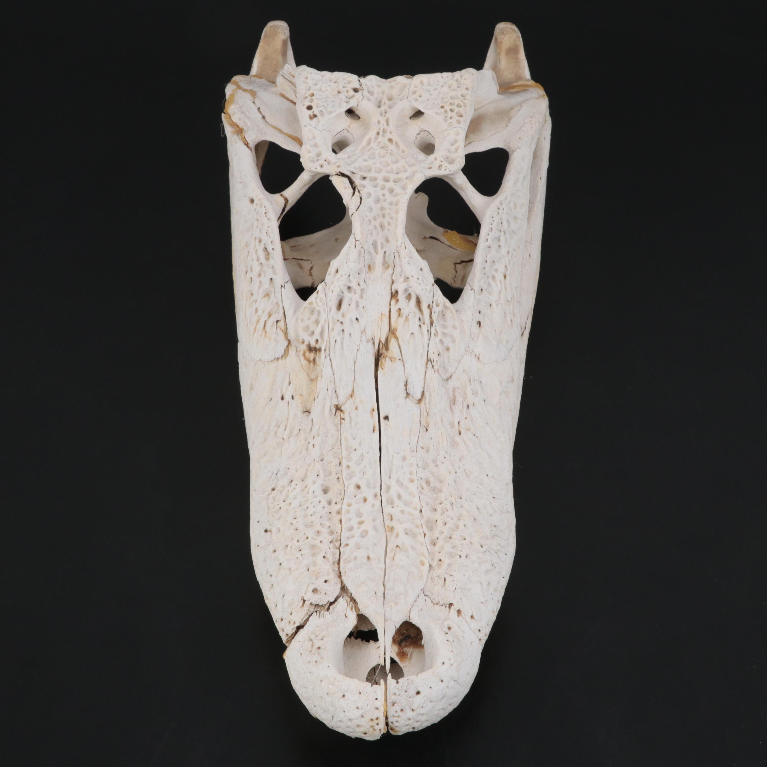 American Alligator Skull
