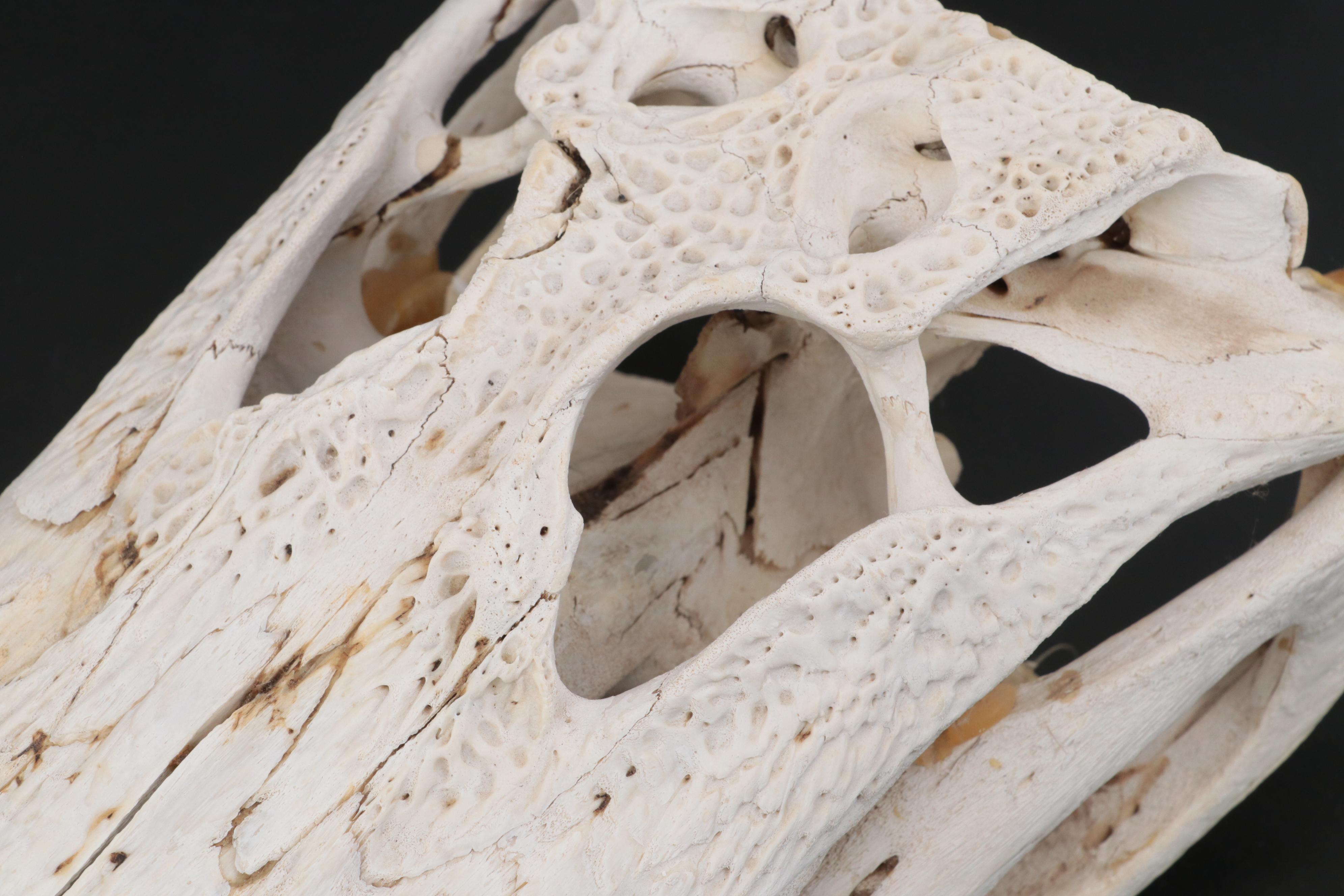 American Alligator Skull