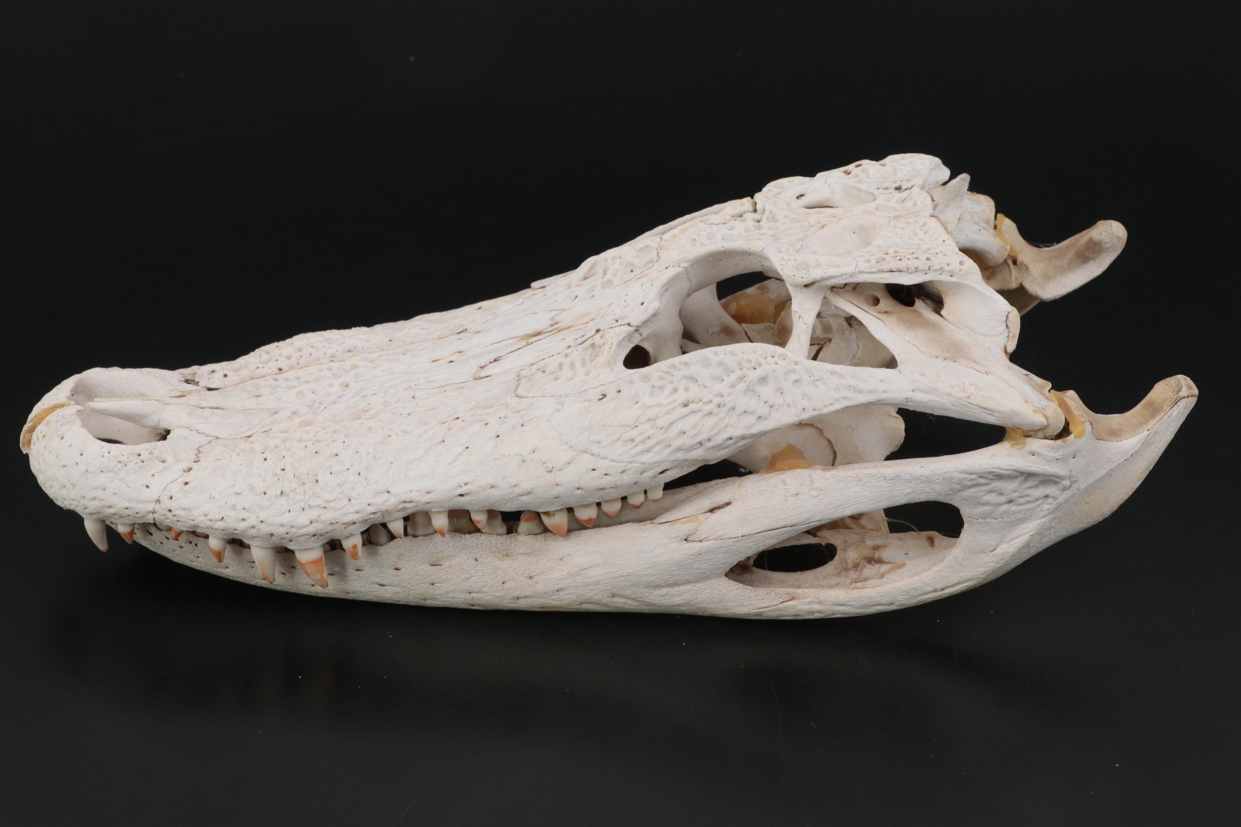 American Alligator Skull
