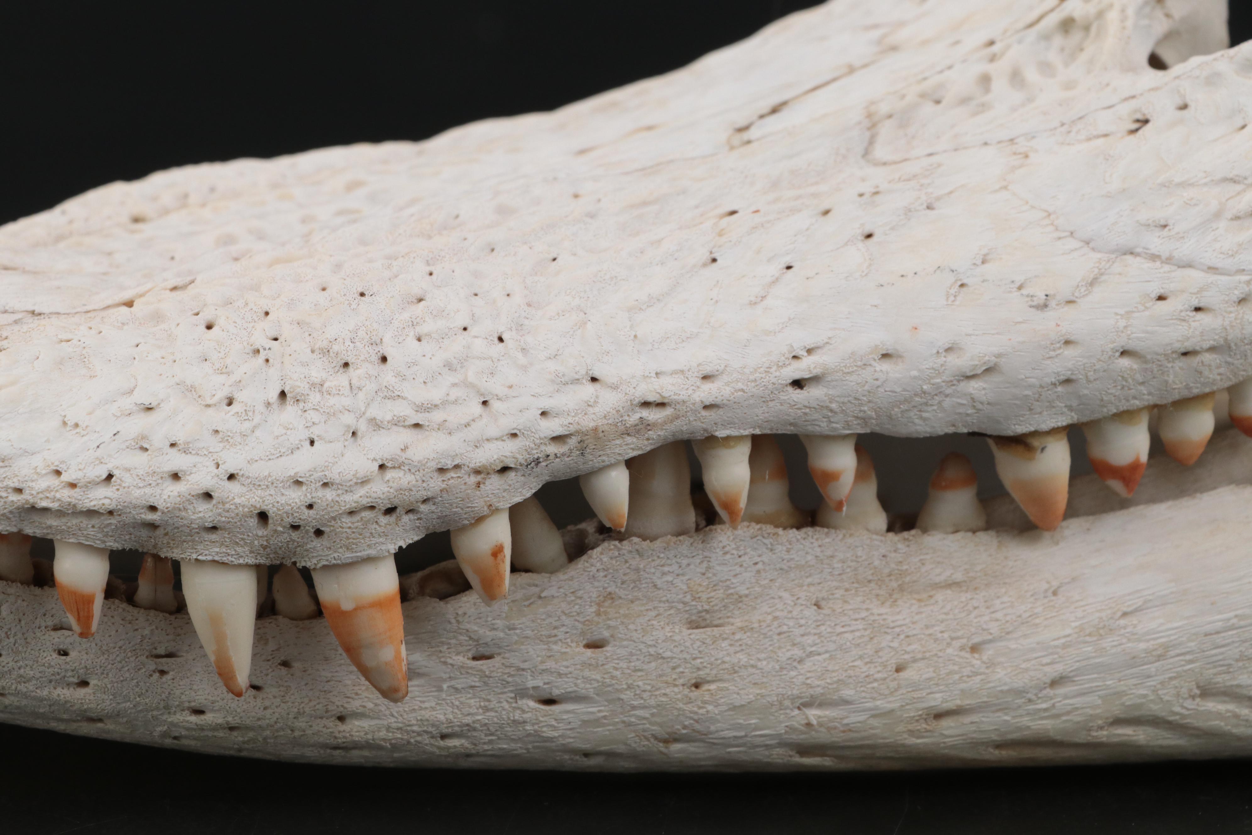 American Alligator Skull