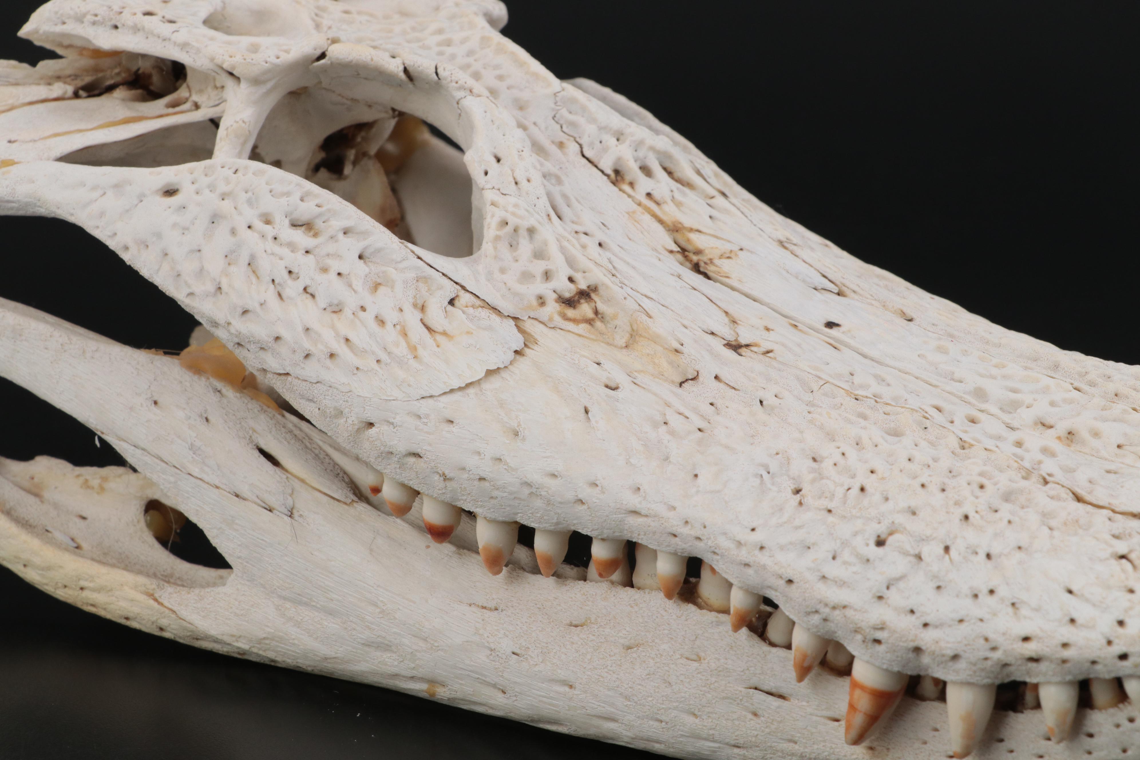 American Alligator Skull