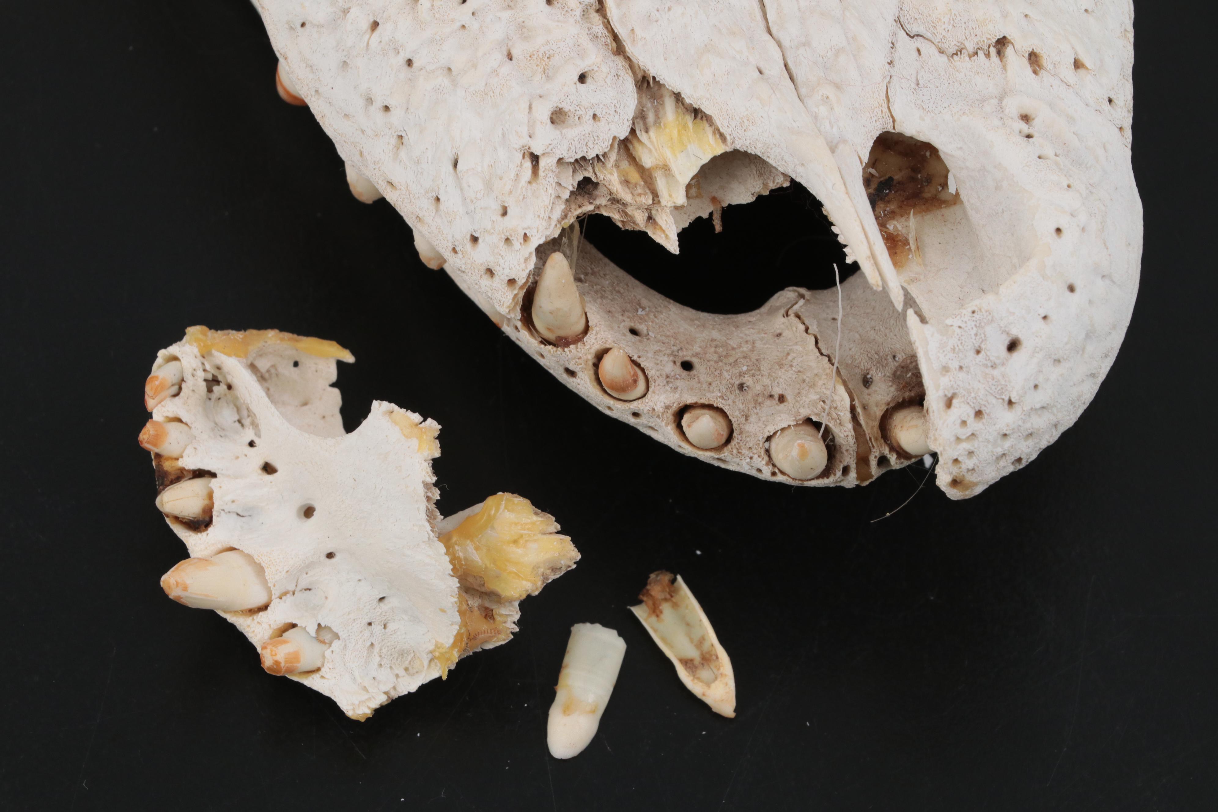American Alligator Skull