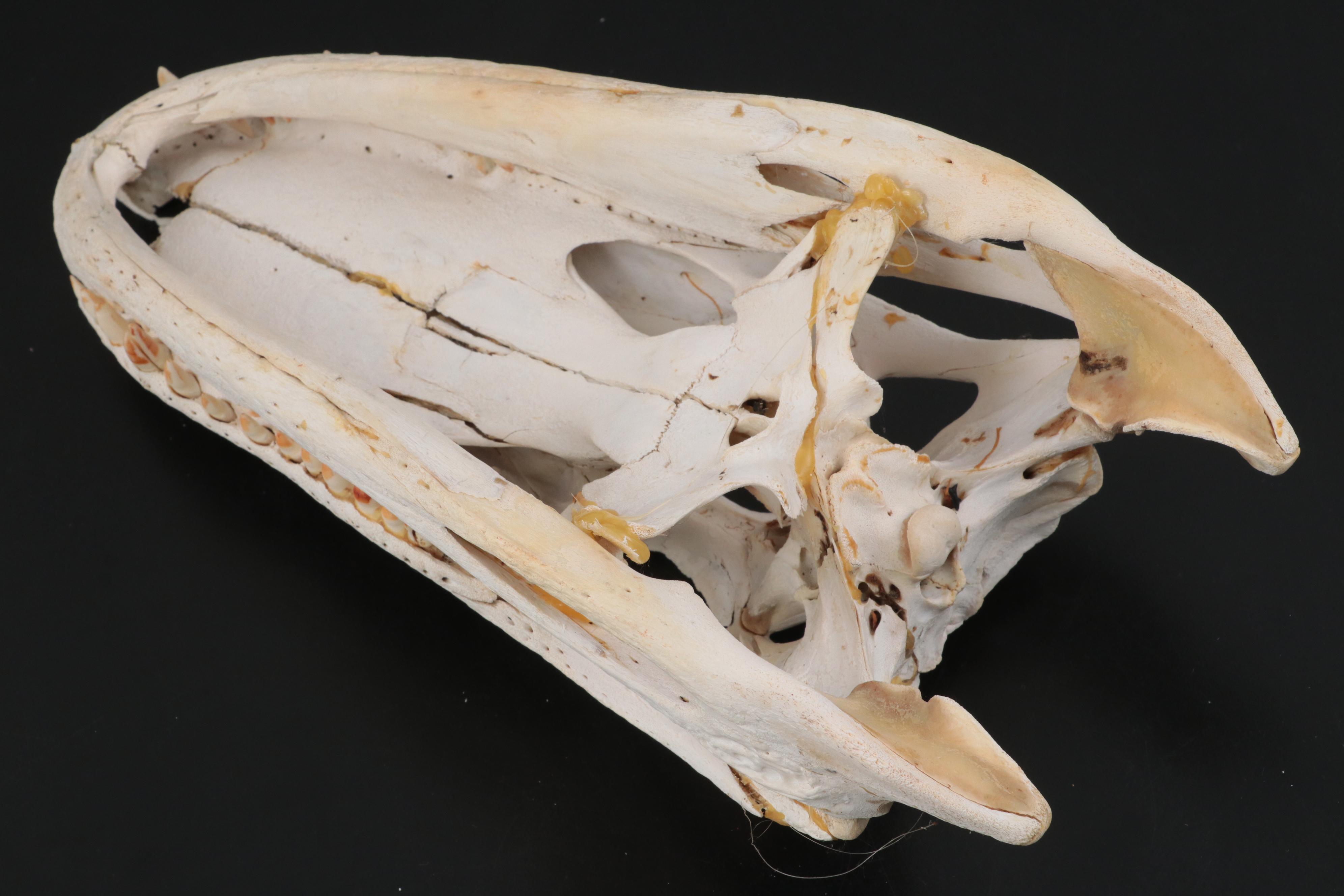 American Alligator Skull