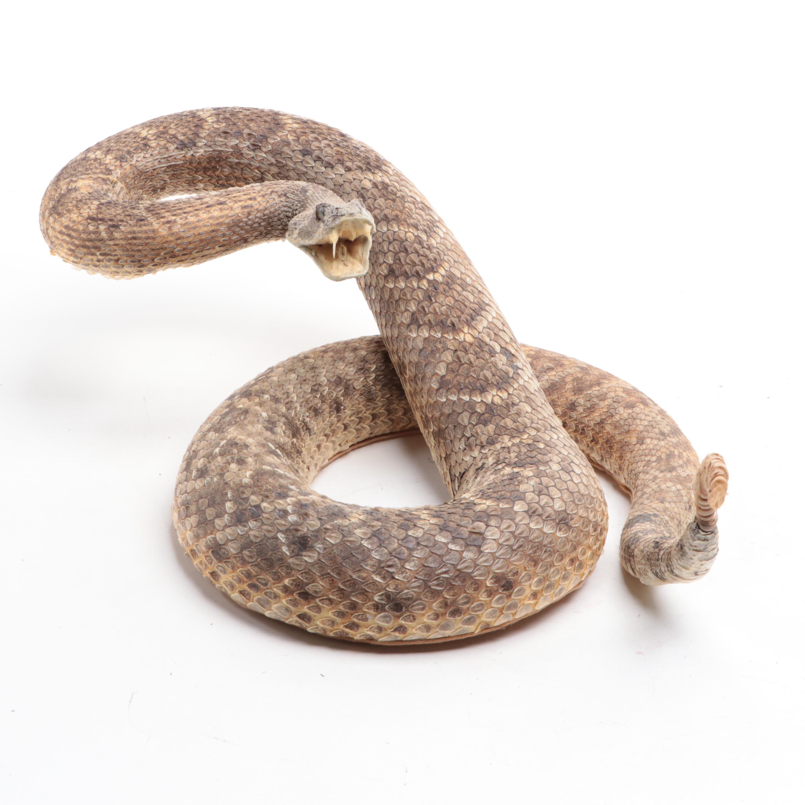 Taxidermy of Western Diamondback Rattlesnake