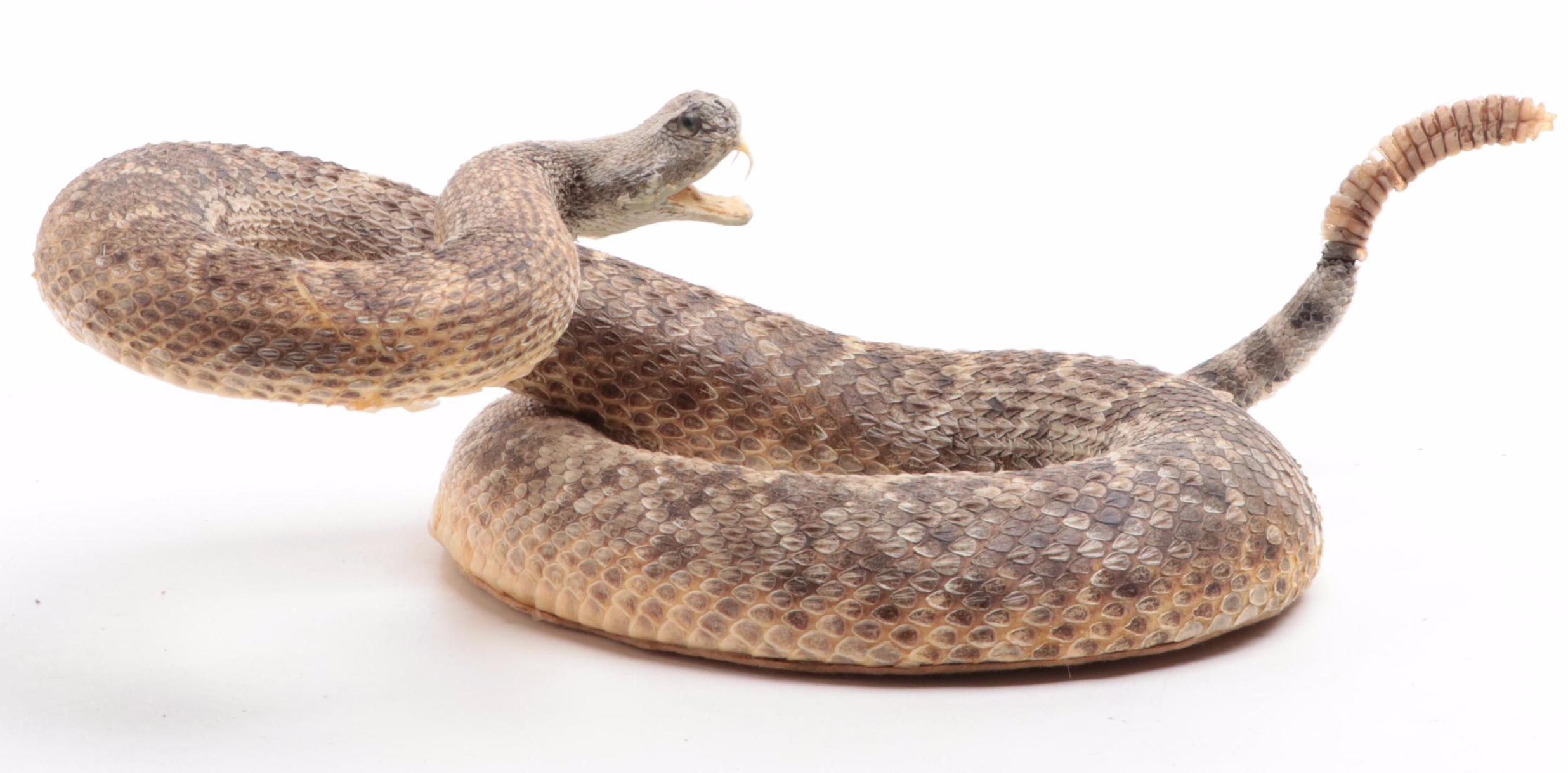 Taxidermy of Western Diamondback Rattlesnake