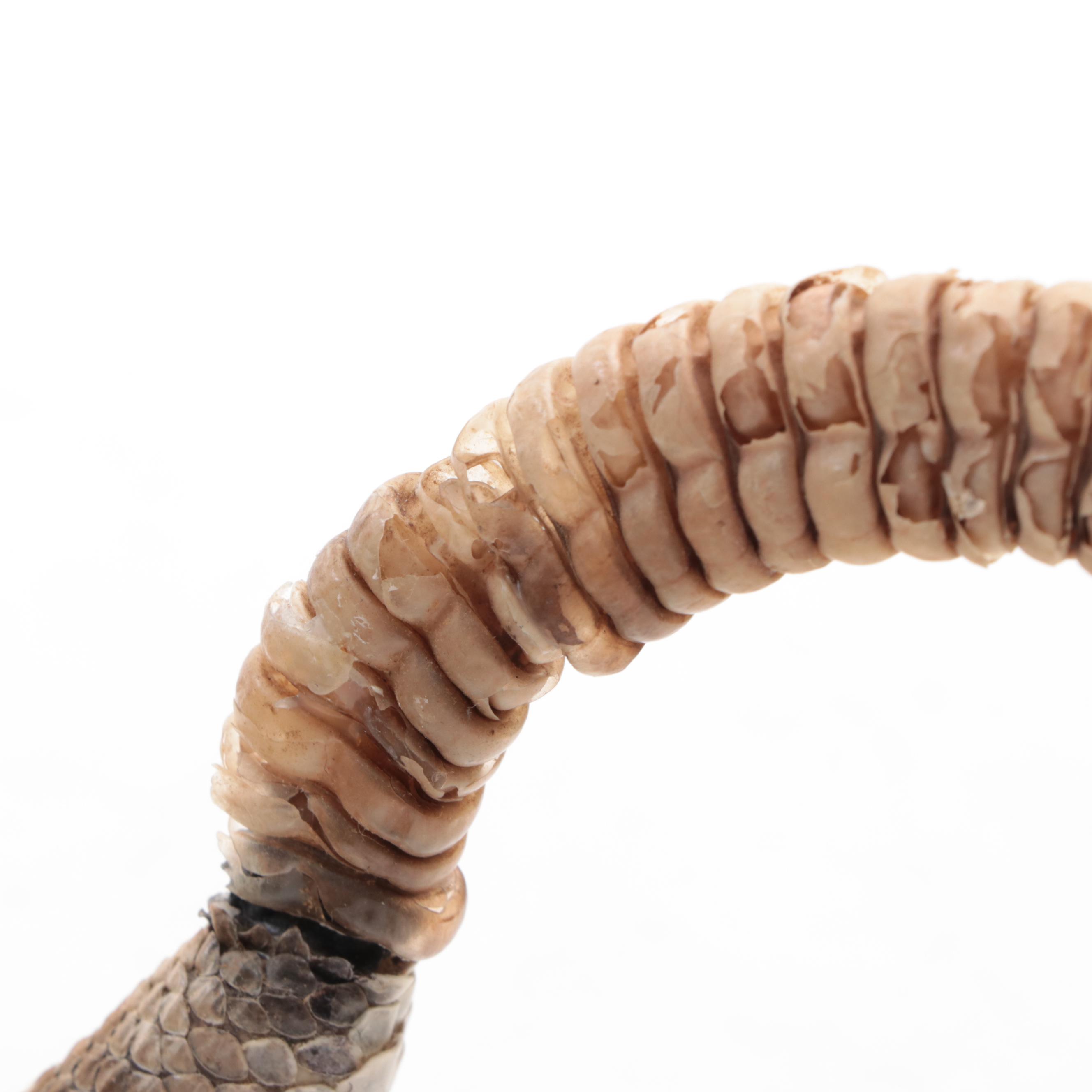 Taxidermy of Western Diamondback Rattlesnake