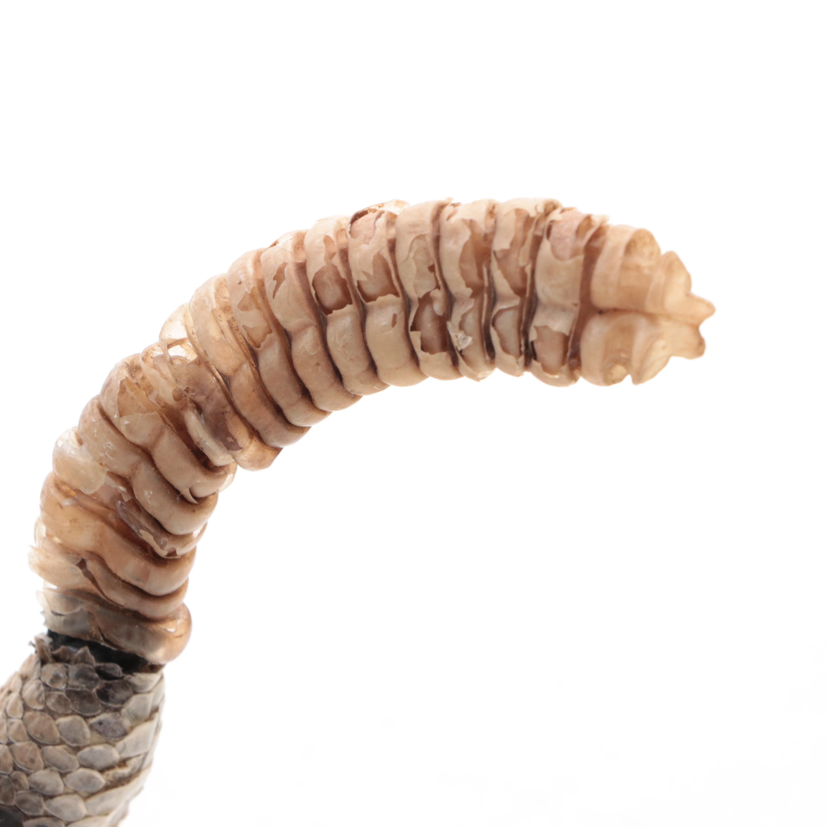 Taxidermy of Western Diamondback Rattlesnake