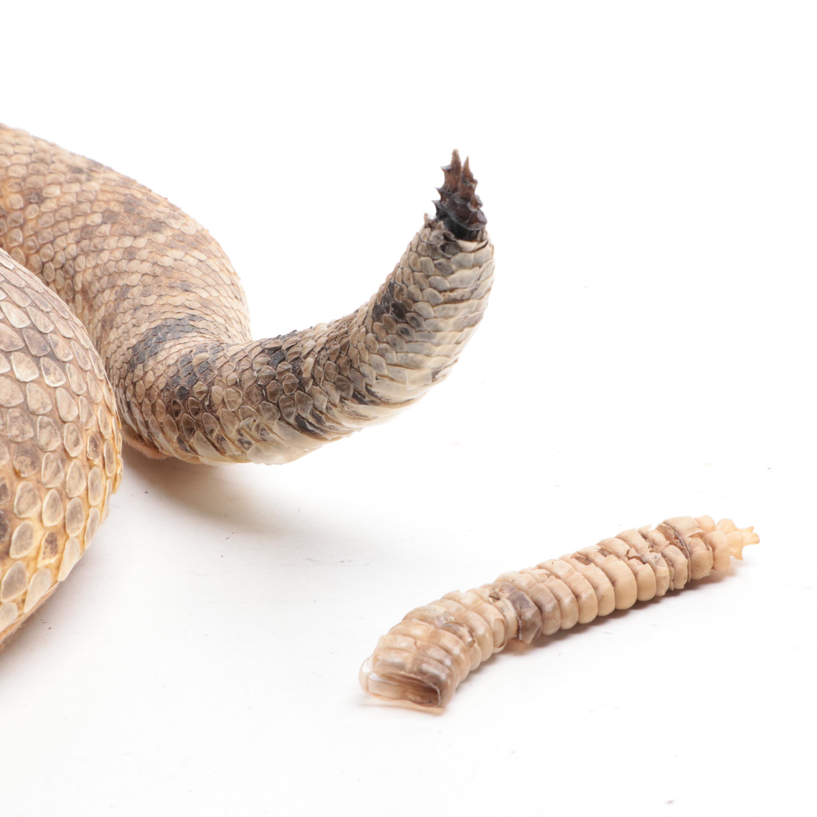 Taxidermy of Western Diamondback Rattlesnake