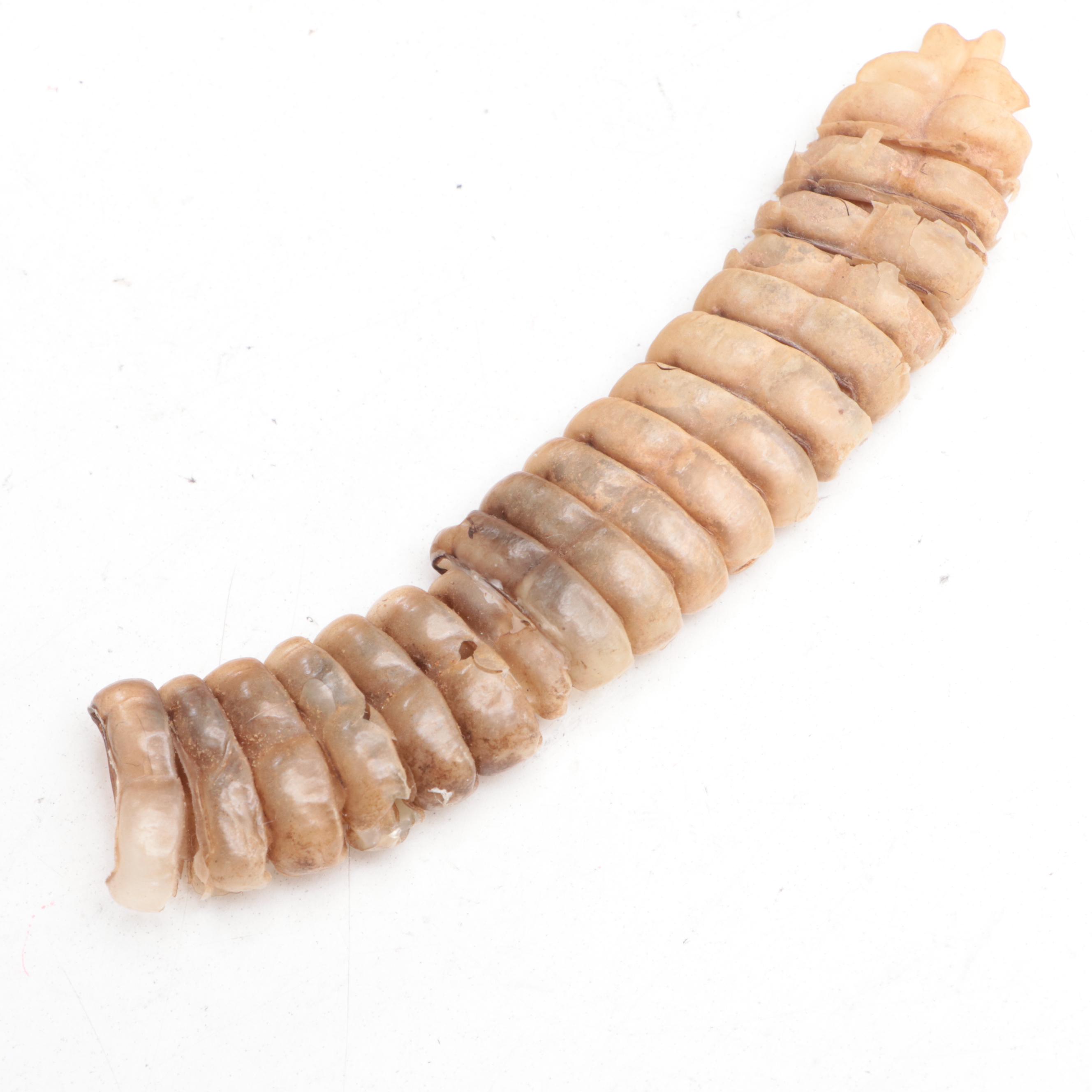 Taxidermy of Western Diamondback Rattlesnake