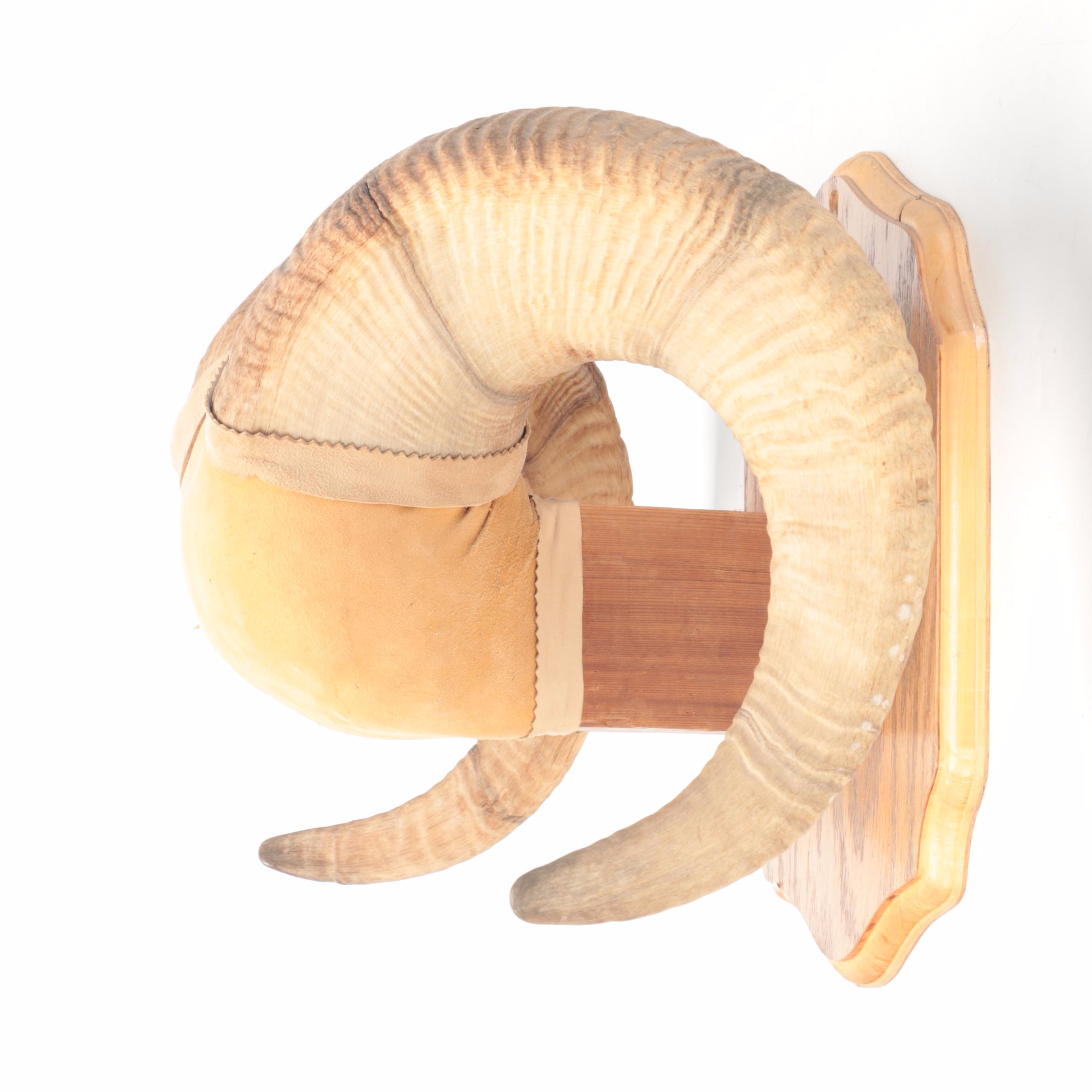 Bighorn Sheep Horns Mounted on Oak Plaque