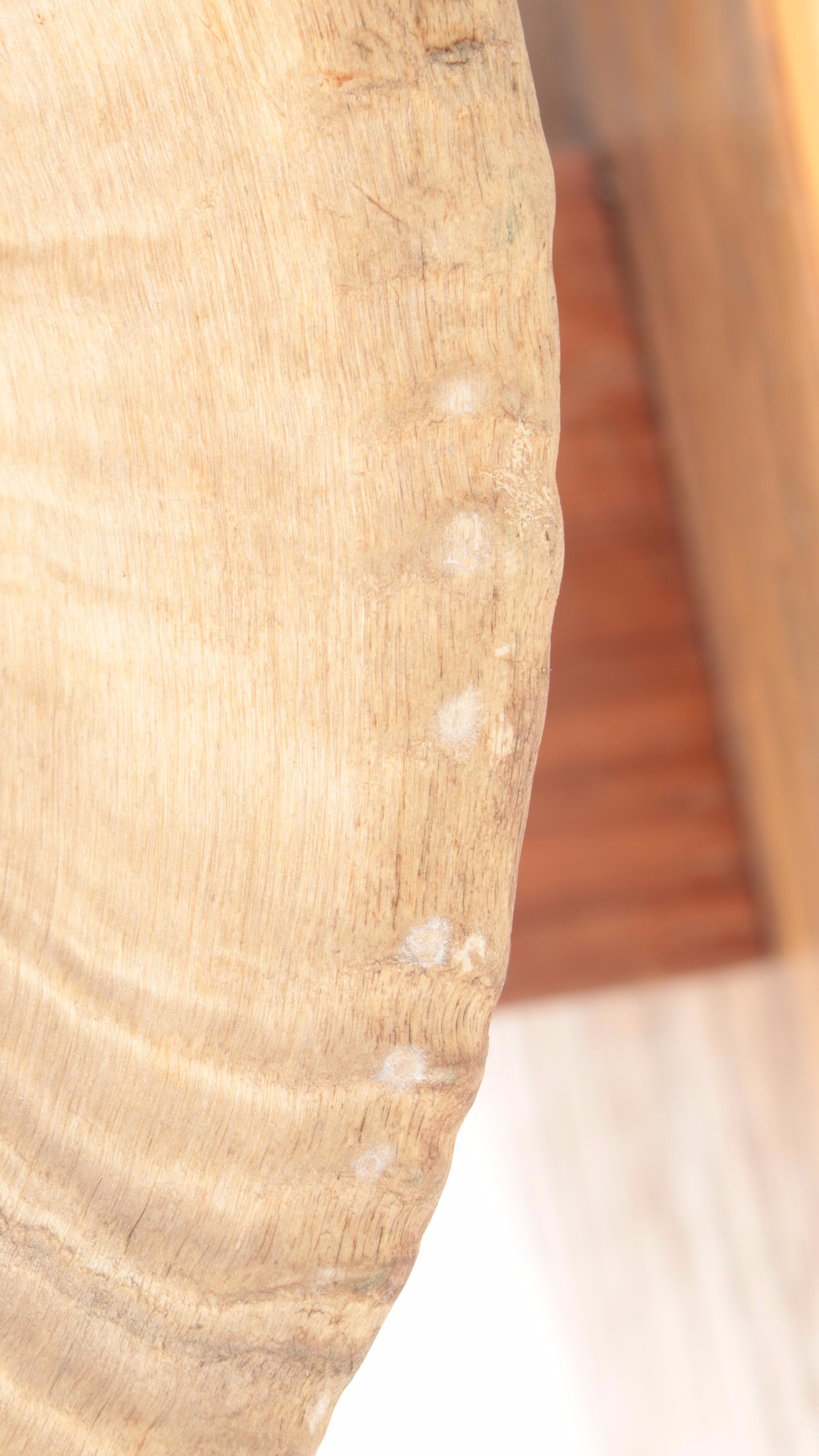 Bighorn Sheep Horns Mounted on Oak Plaque