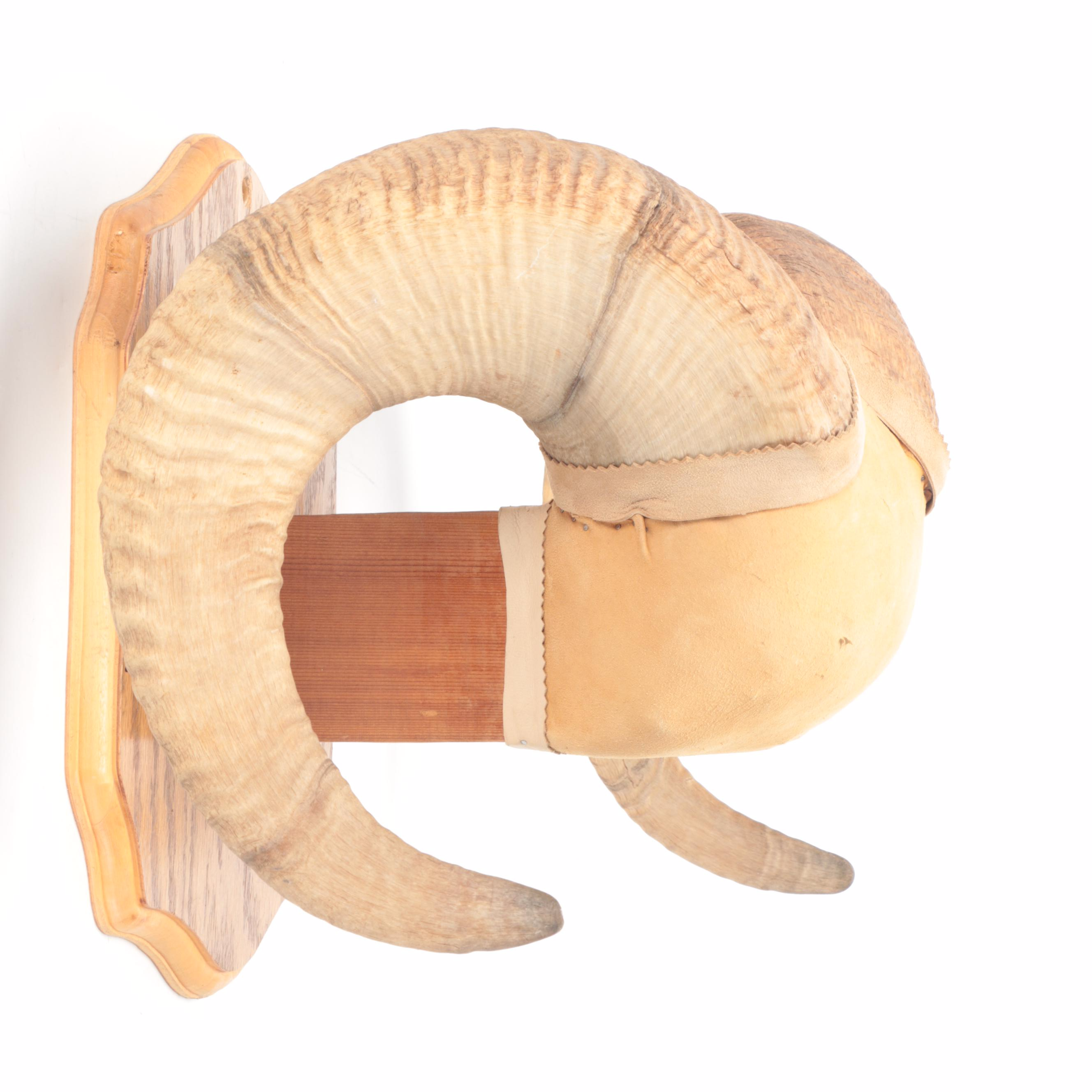 Bighorn Sheep Horns Mounted on Oak Plaque