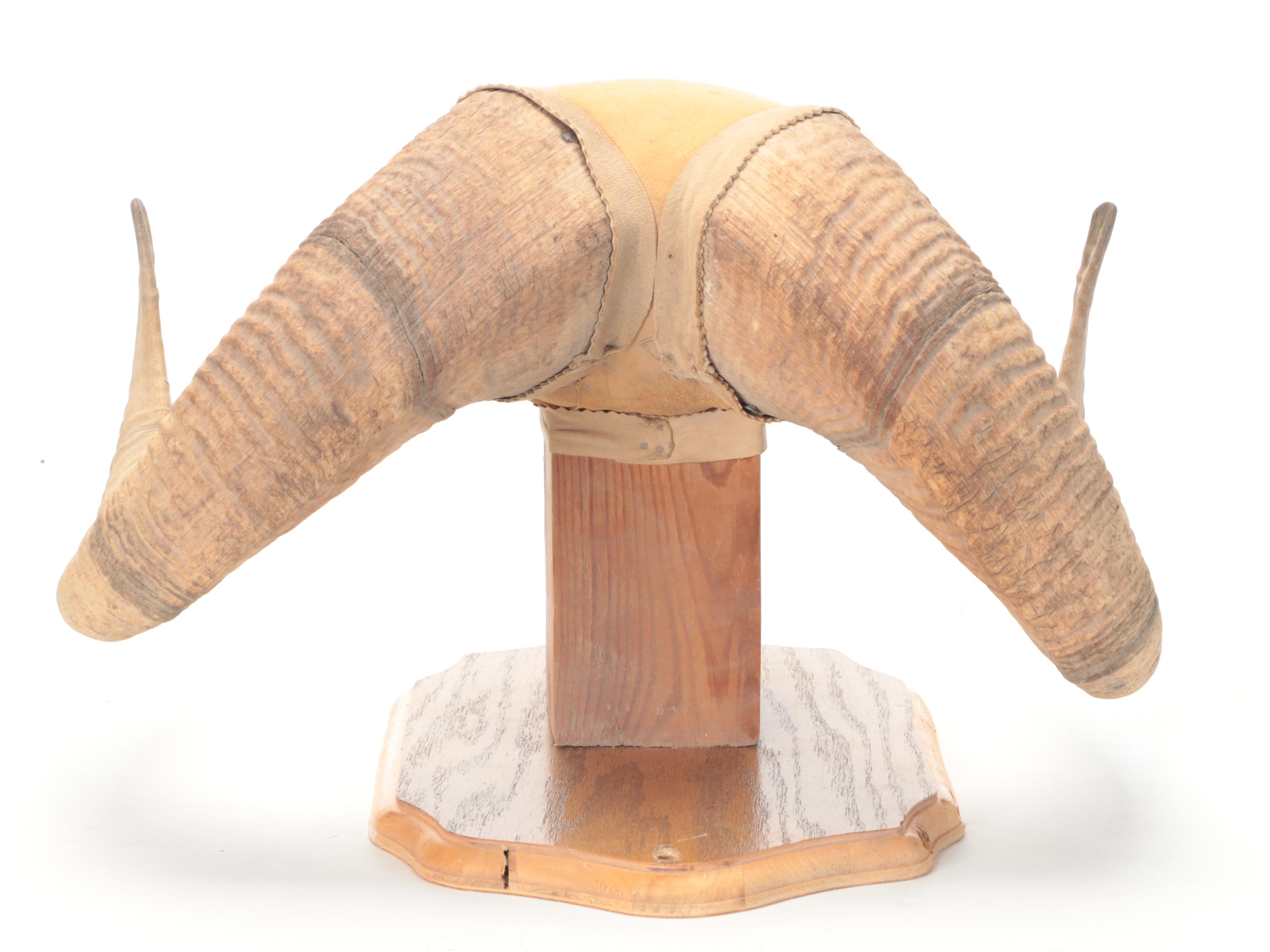 Bighorn Sheep Horns Mounted on Oak Plaque