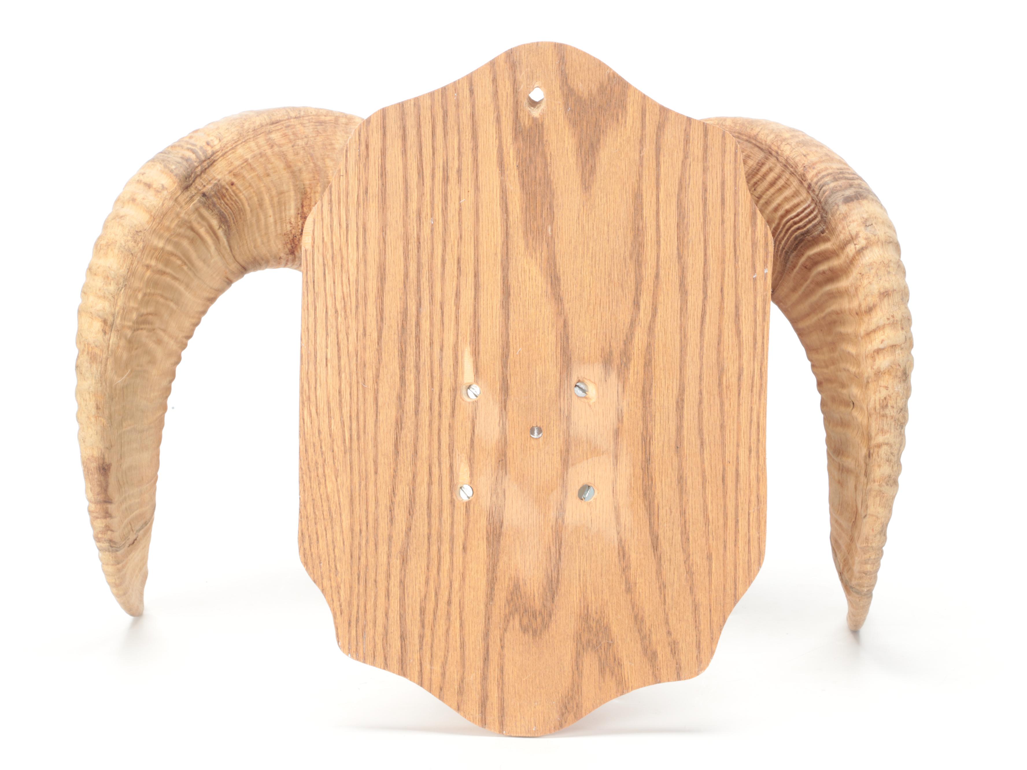 Bighorn Sheep Horns Mounted on Oak Plaque