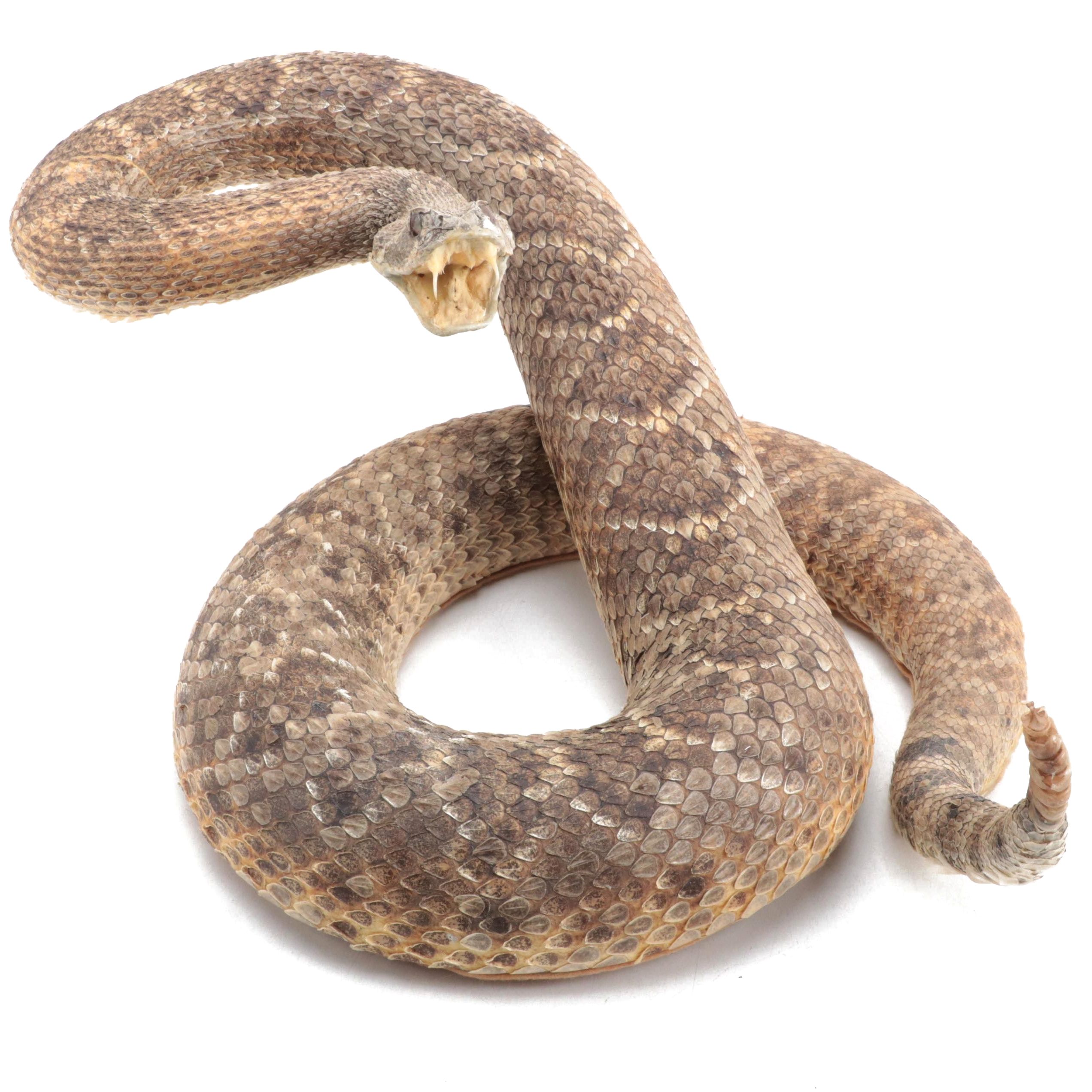 Taxidermy of Western Diamondback Rattlesnake