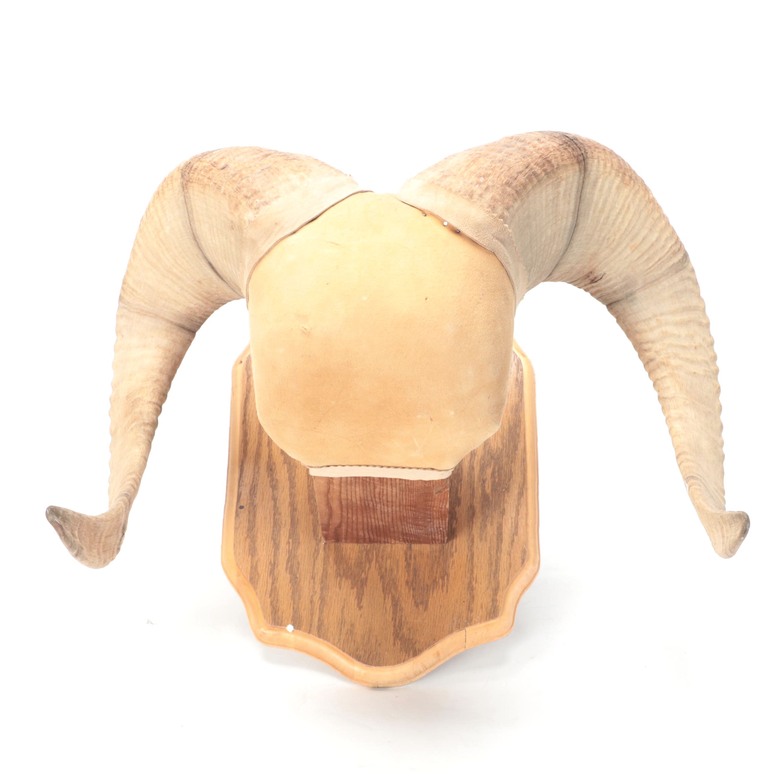Bighorn Sheep Horns Mounted on Oak Plaque