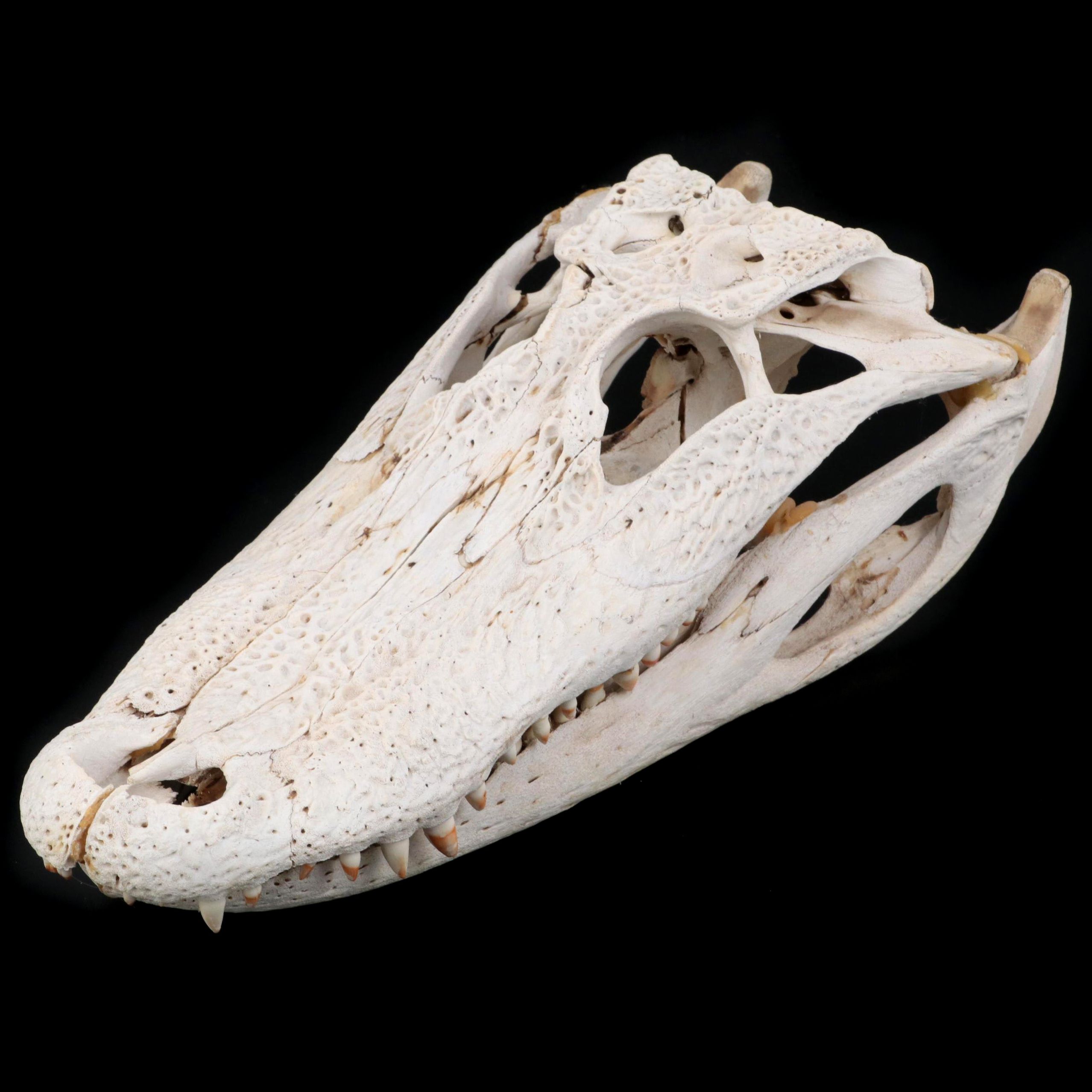 American Alligator Skull