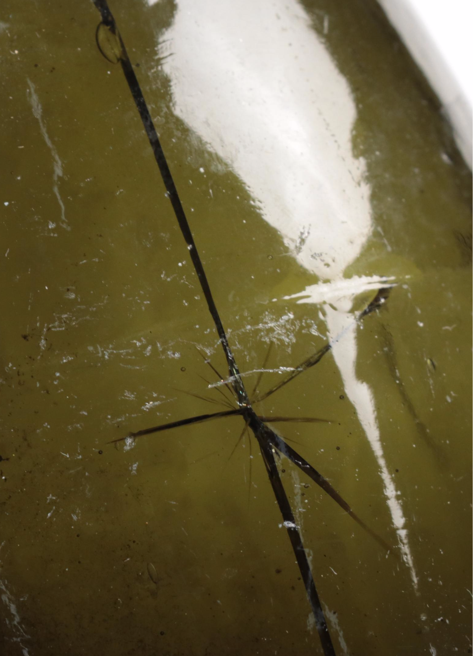 Reed & Company, Illinois Glass with Other Beer and Wine Bottles, Early 20th C.