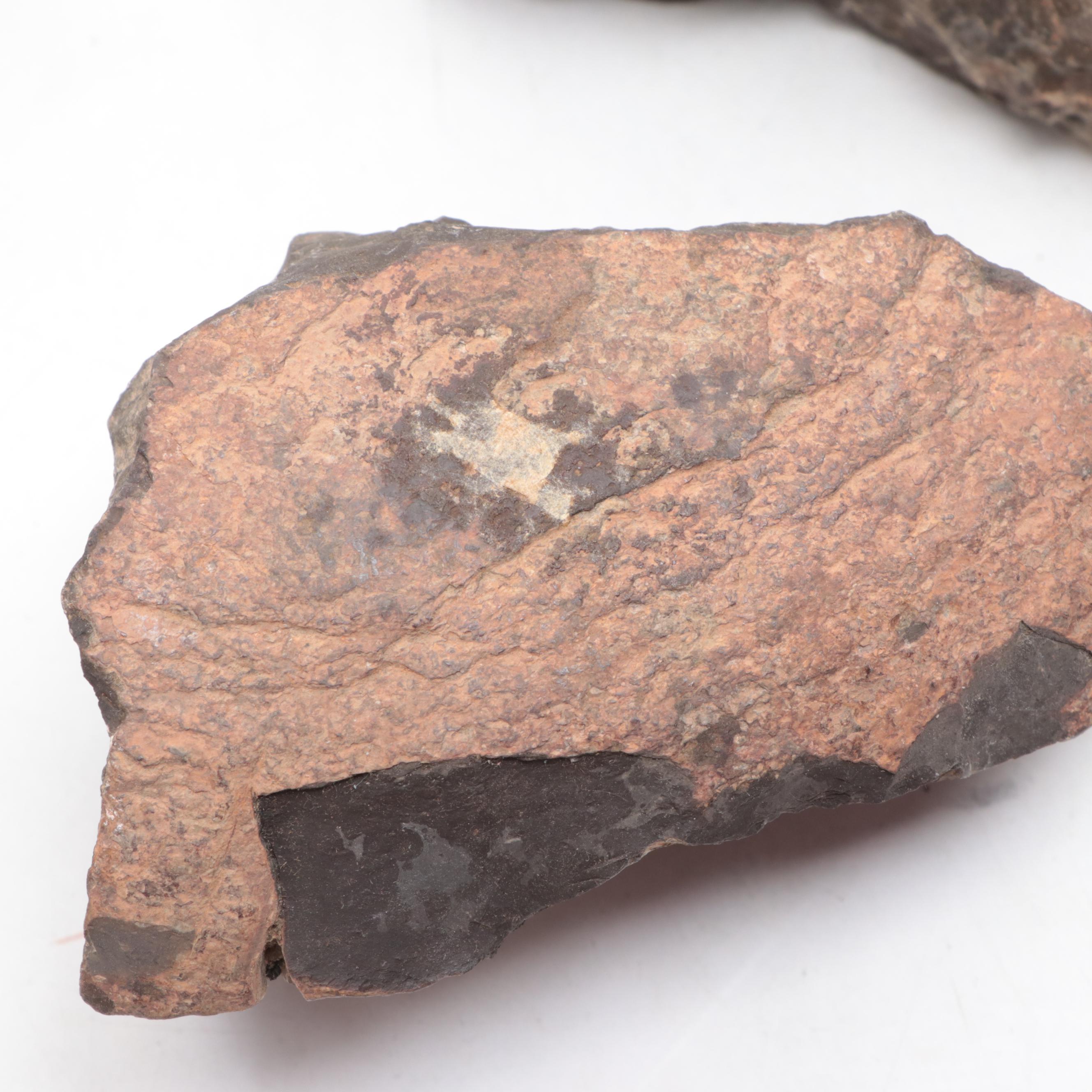 Pseudofossil Concretion