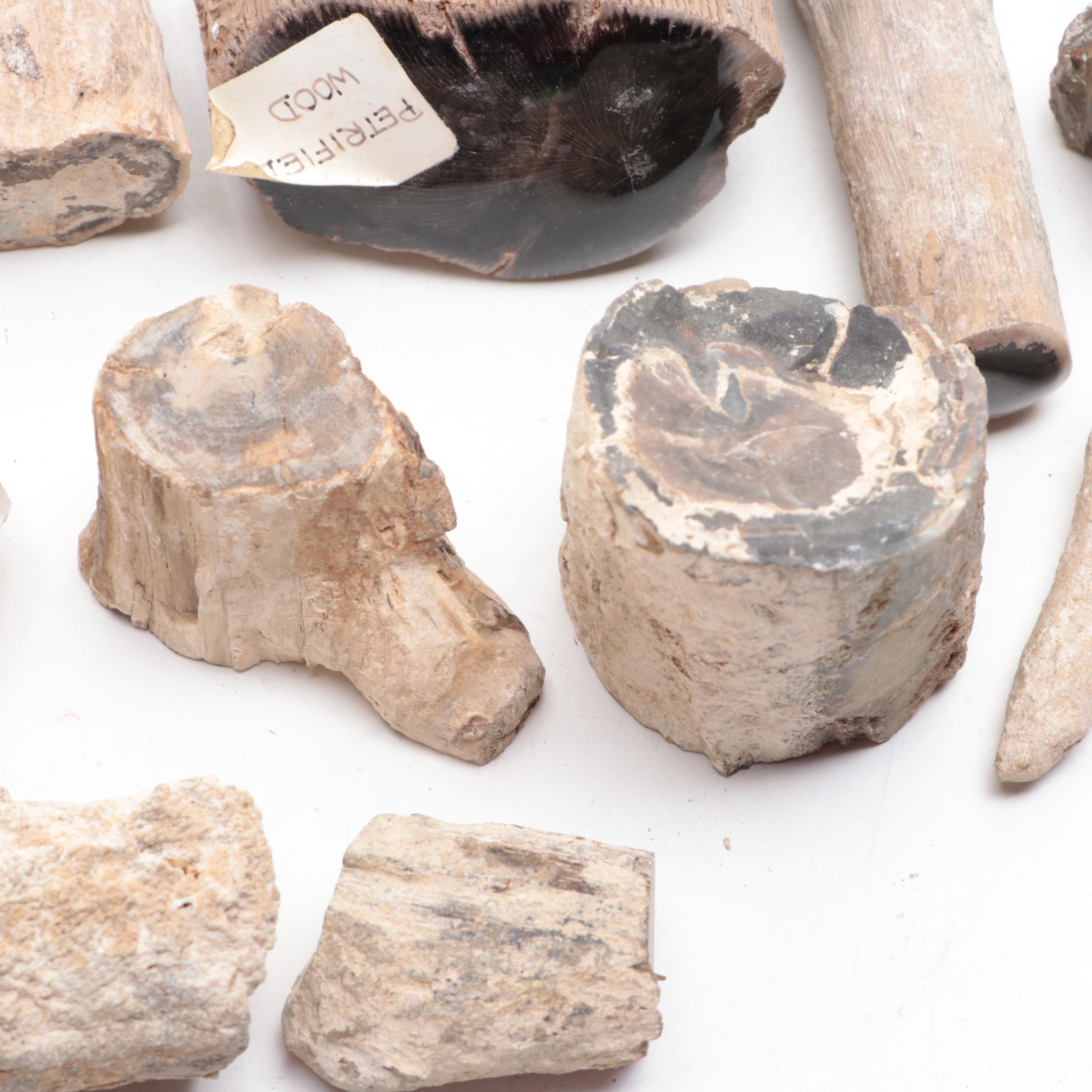 Agatized and Petrified Wood Specimens and Fragments