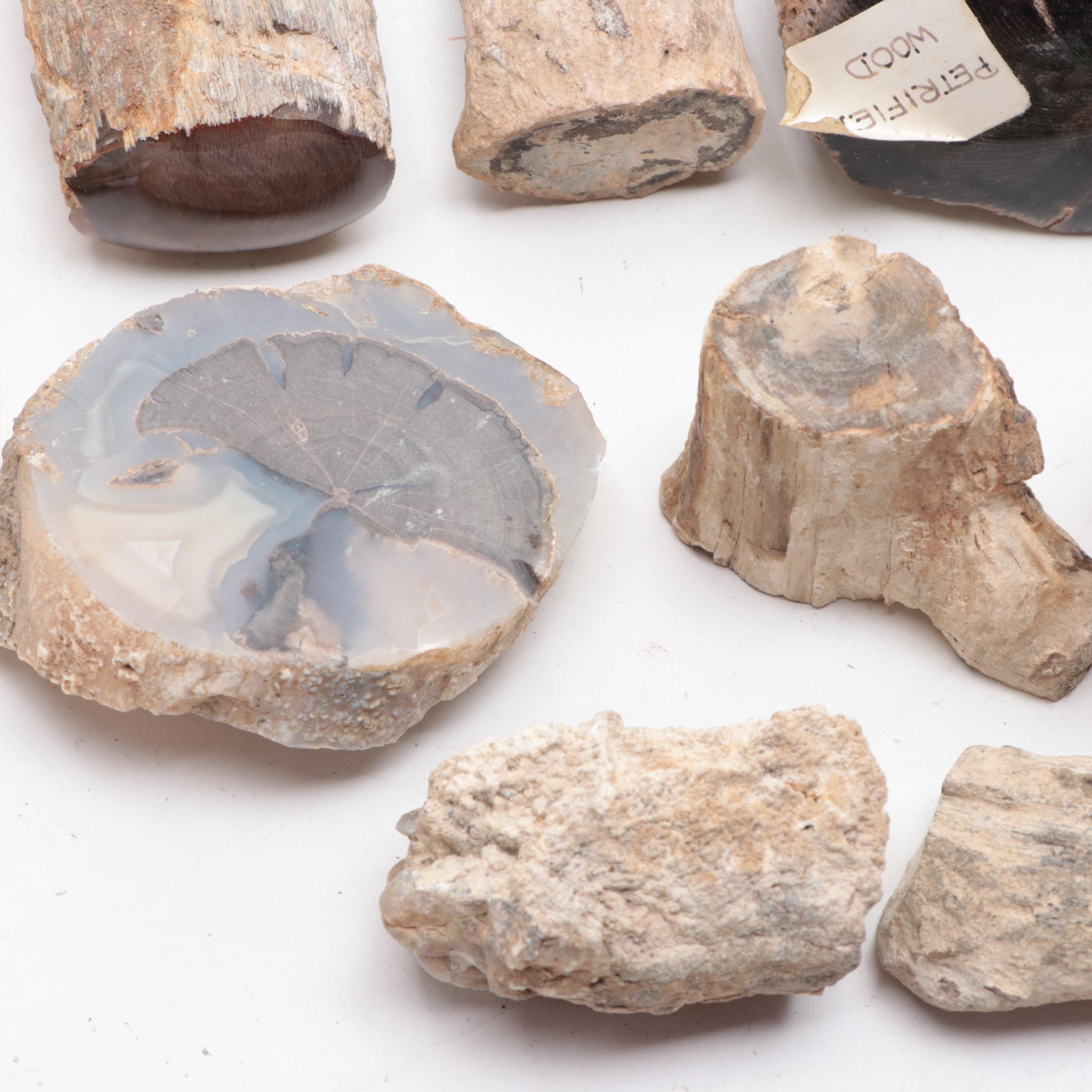 Agatized and Petrified Wood Specimens and Fragments