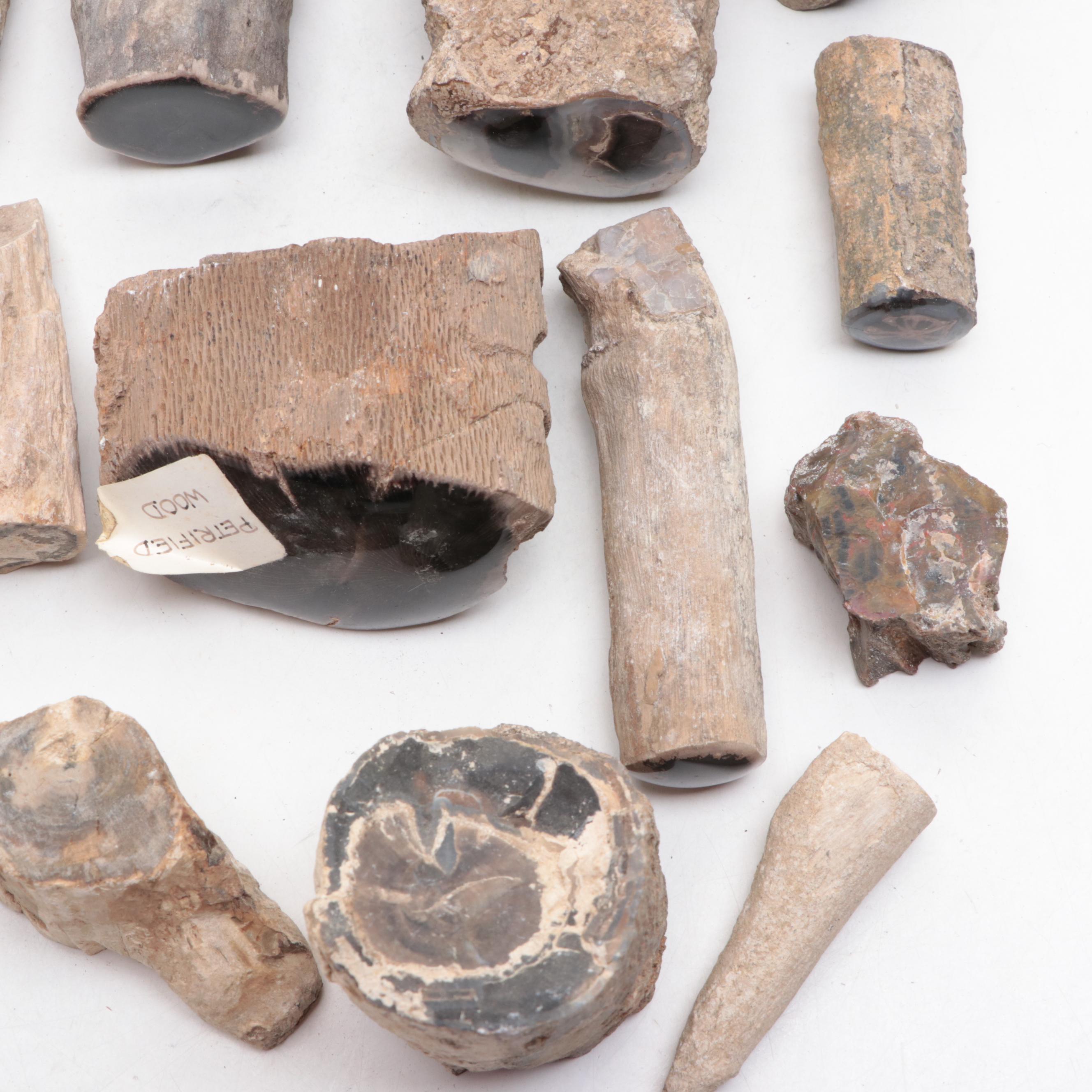 Agatized and Petrified Wood Specimens and Fragments
