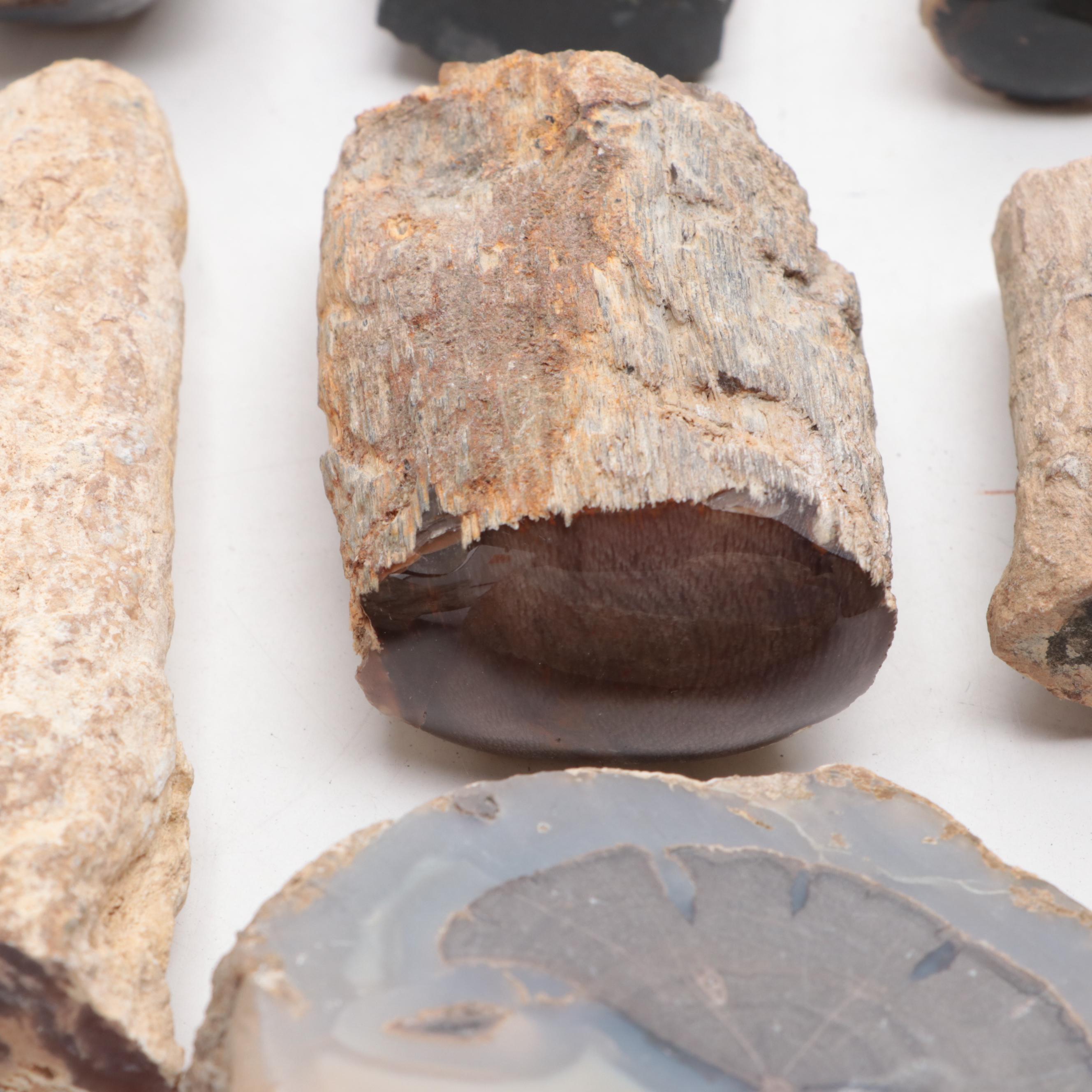 Agatized and Petrified Wood Specimens and Fragments