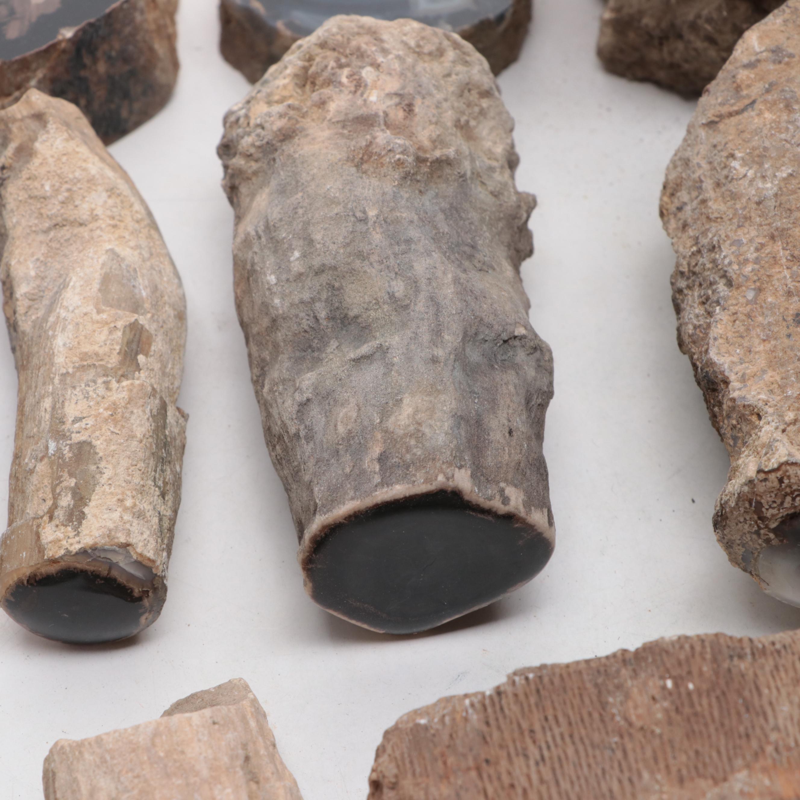 Agatized and Petrified Wood Specimens and Fragments