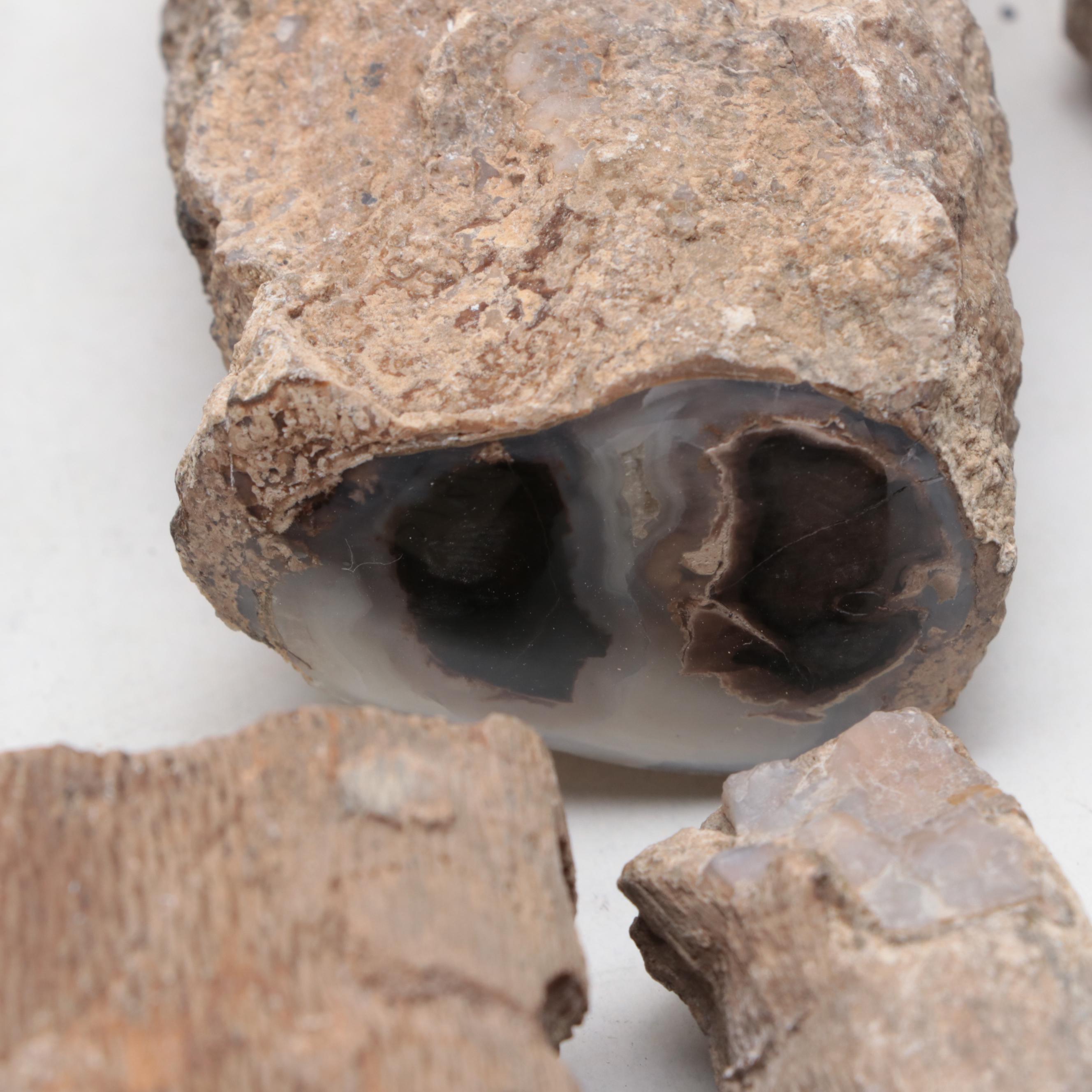 Agatized and Petrified Wood Specimens and Fragments