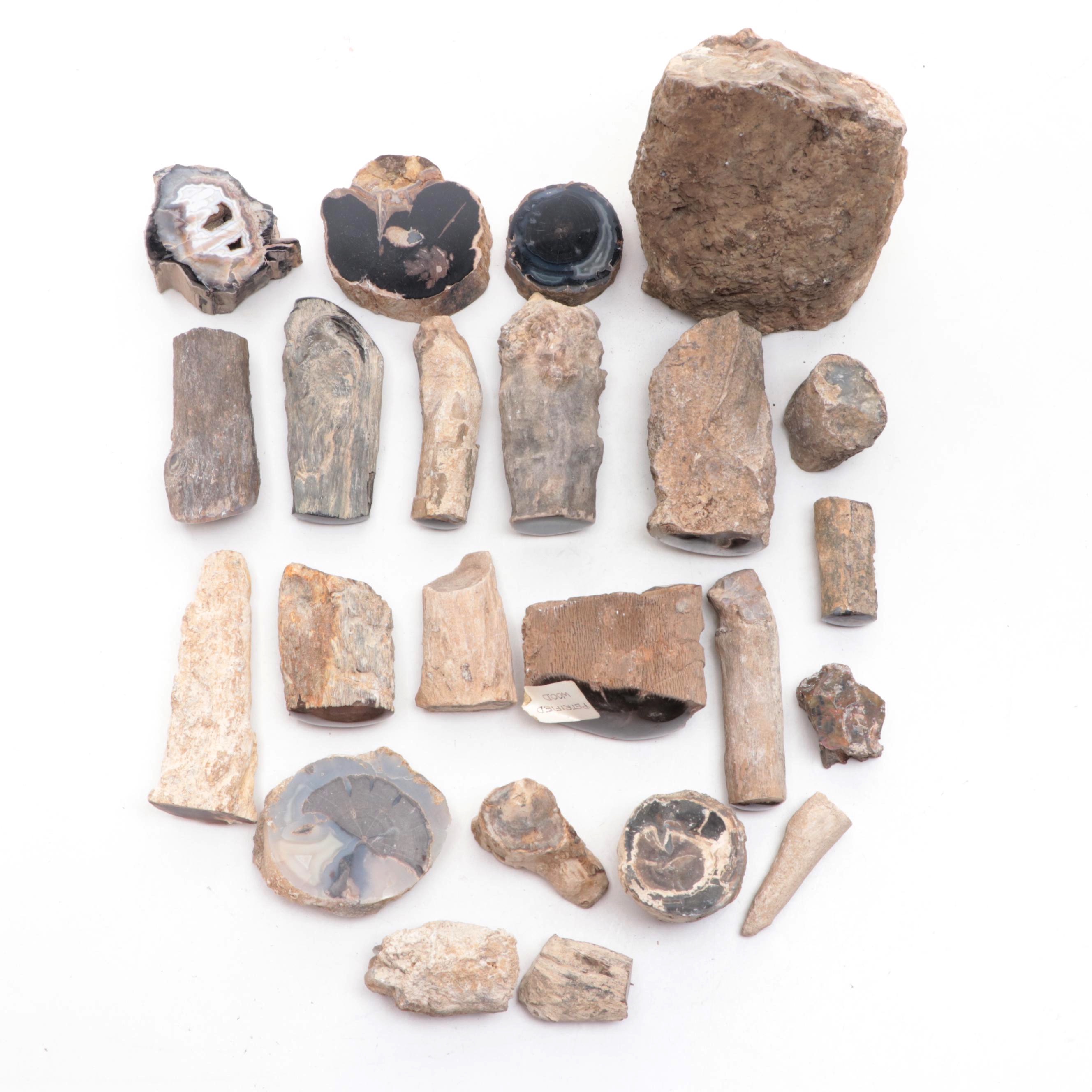 Agatized and Petrified Wood Specimens and Fragments