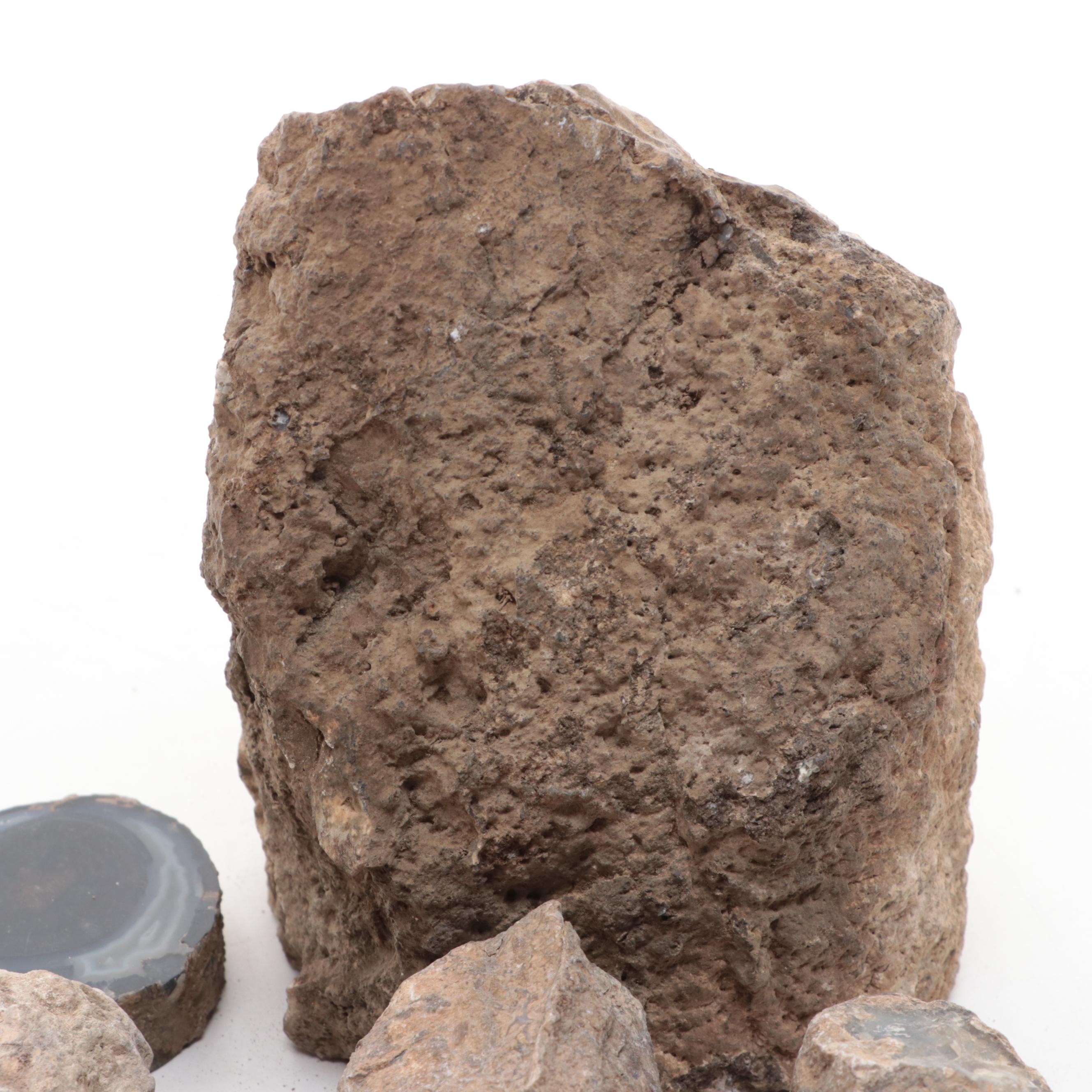 Agatized and Petrified Wood Specimens and Fragments