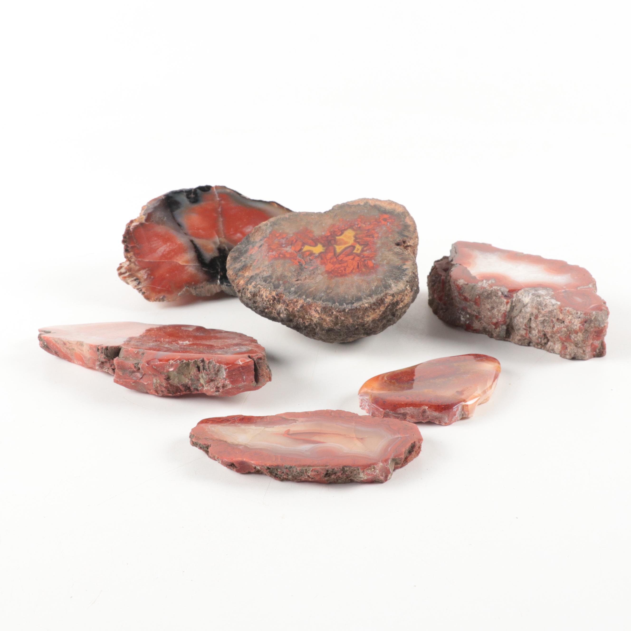 Agatized and Petrified Wood Specimens