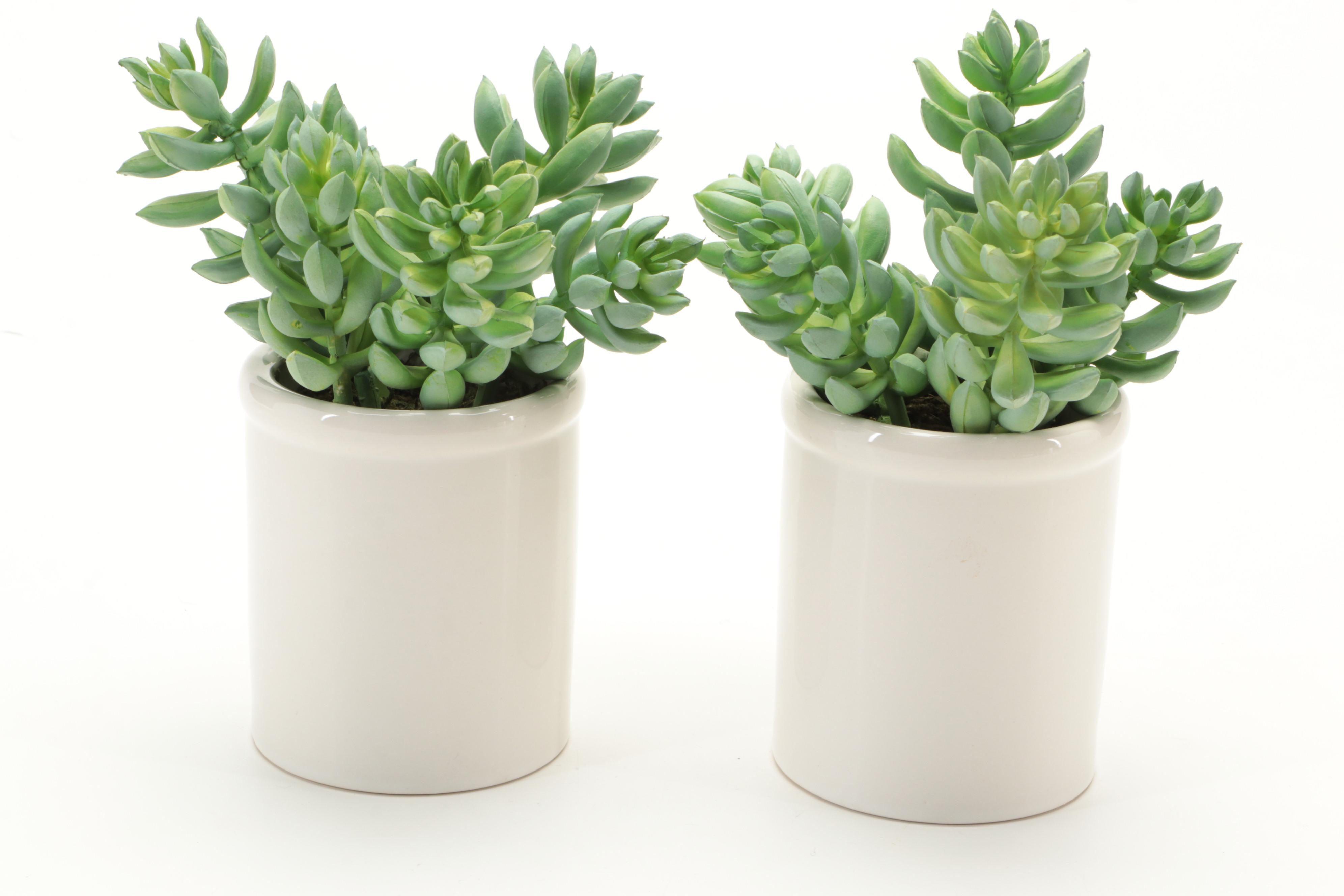 Threshold and Other Potted Faux Succulent Plants