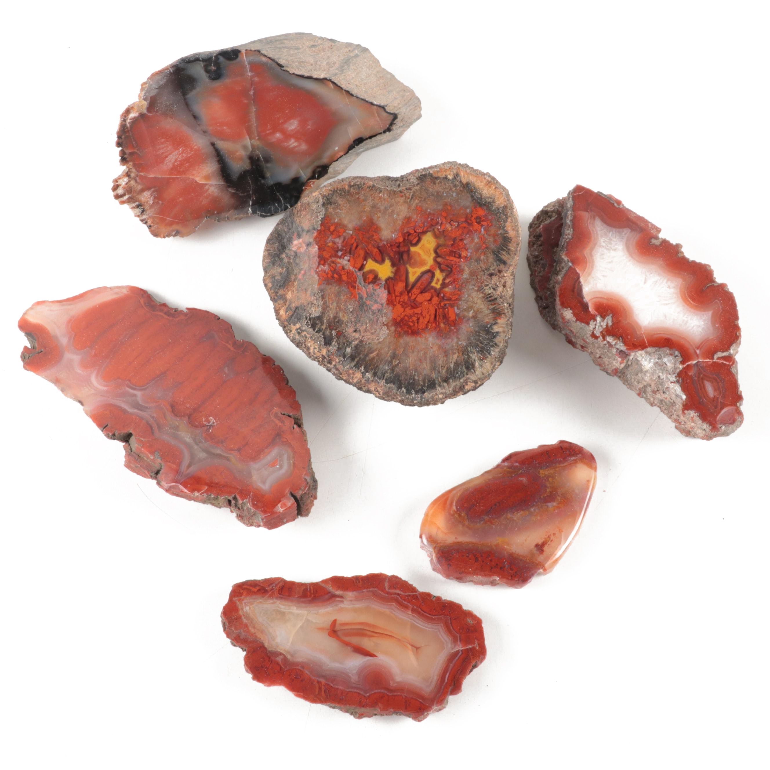 Agatized and Petrified Wood Specimens