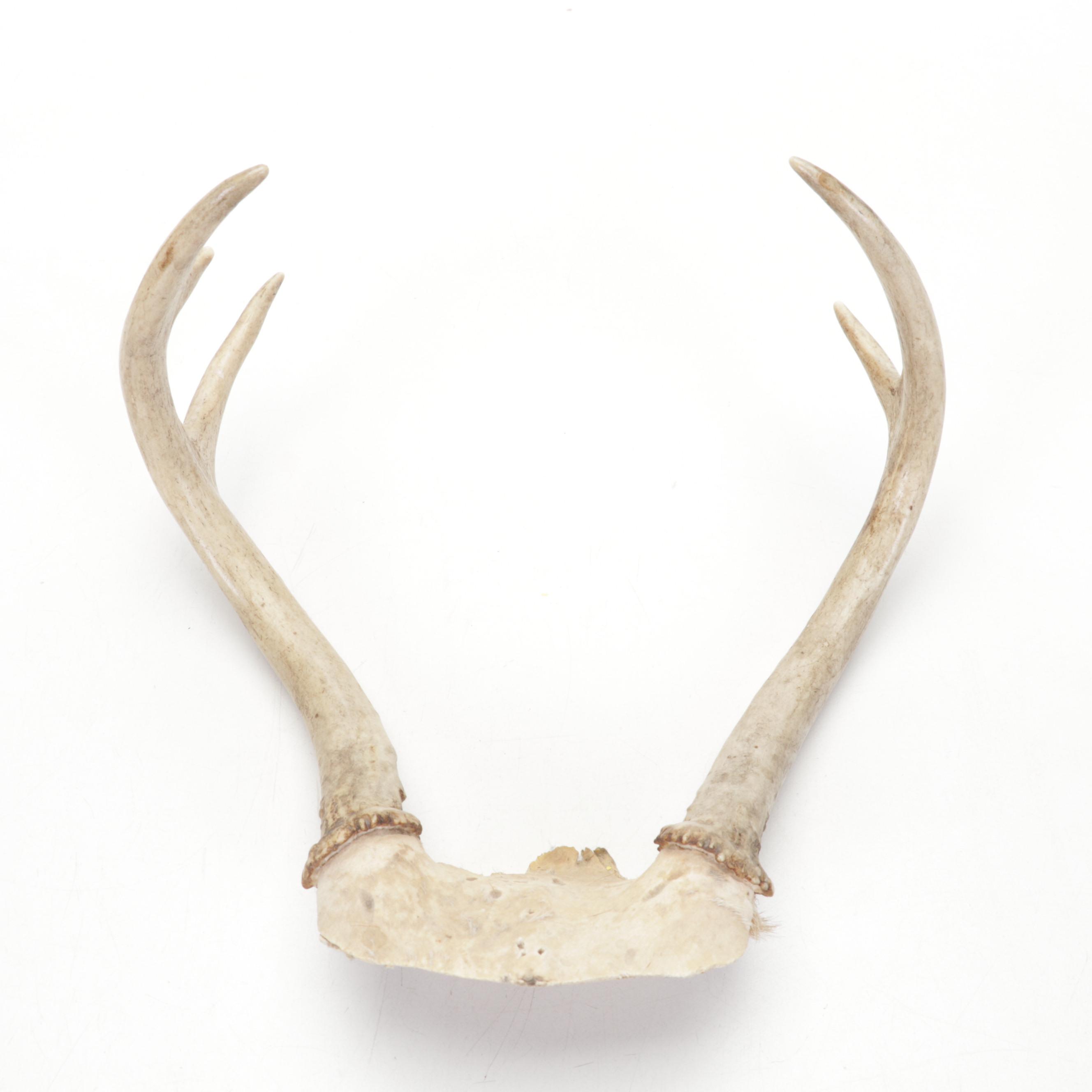 Art Glass Paperweights with Turned and Carved Wood Décor