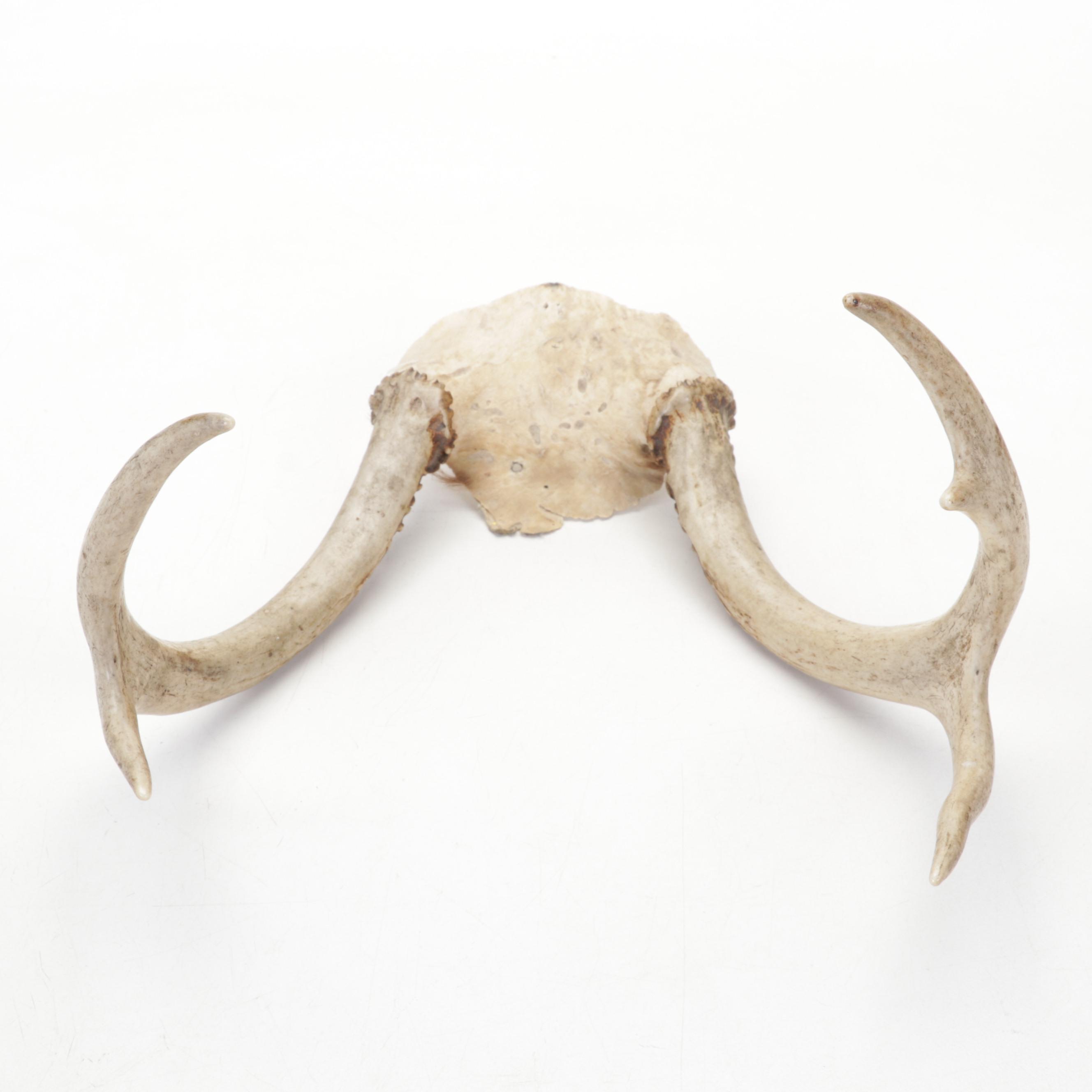 Art Glass Paperweights with Turned and Carved Wood Décor