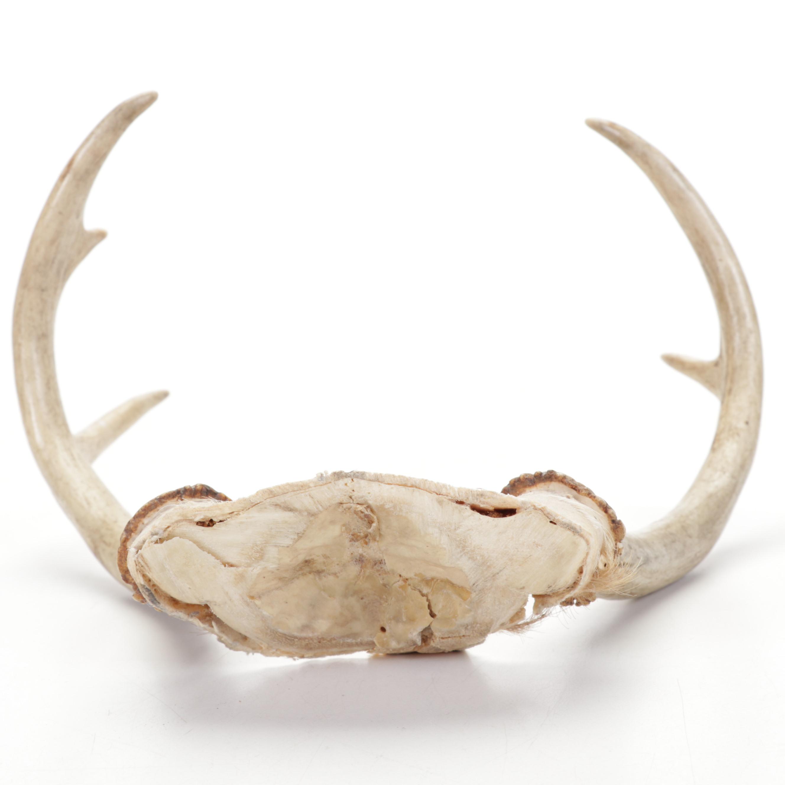 Art Glass Paperweights with Turned and Carved Wood Décor