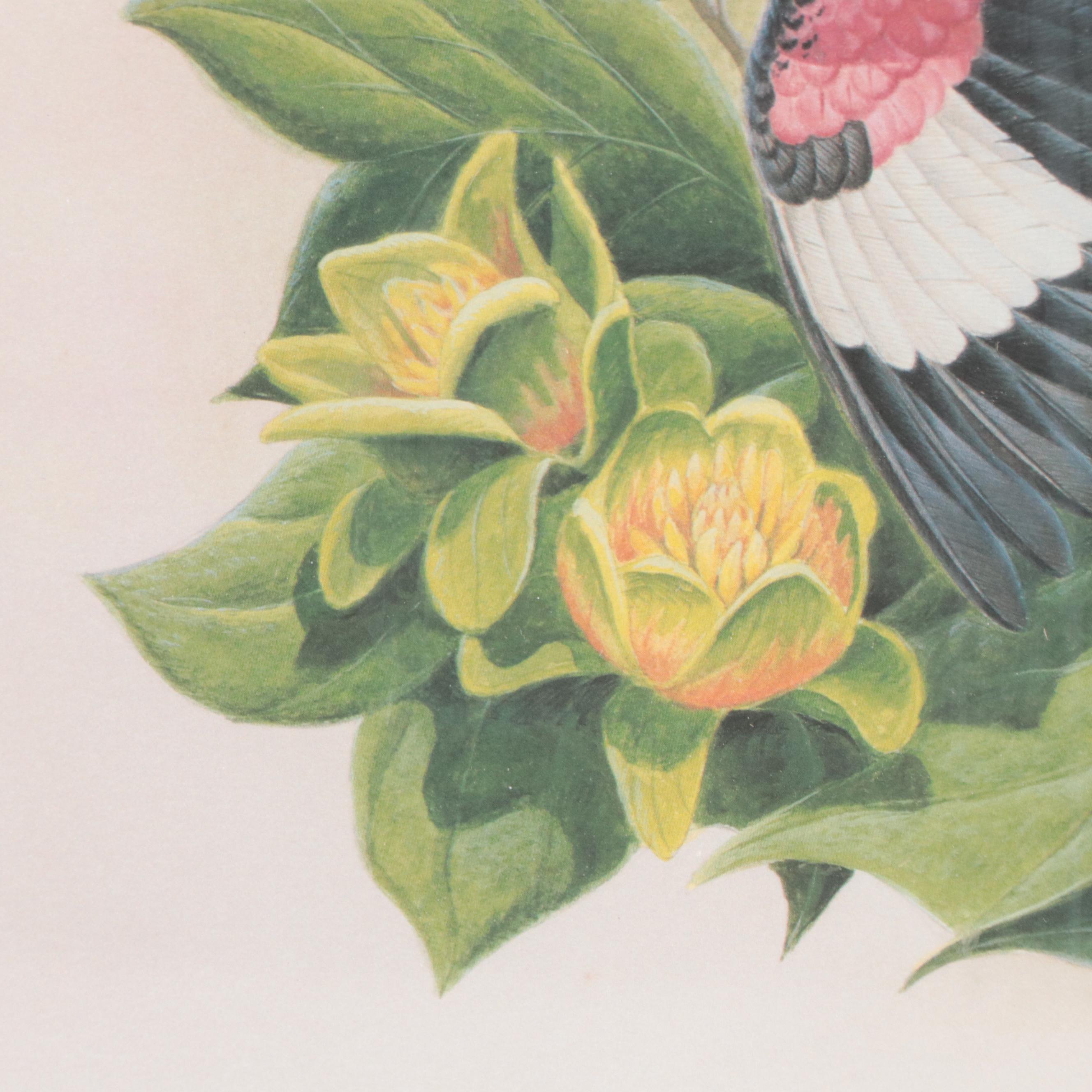 John Ruthven Offset Lithograph "Rose-breasted Grosbeak," Late 20th Century