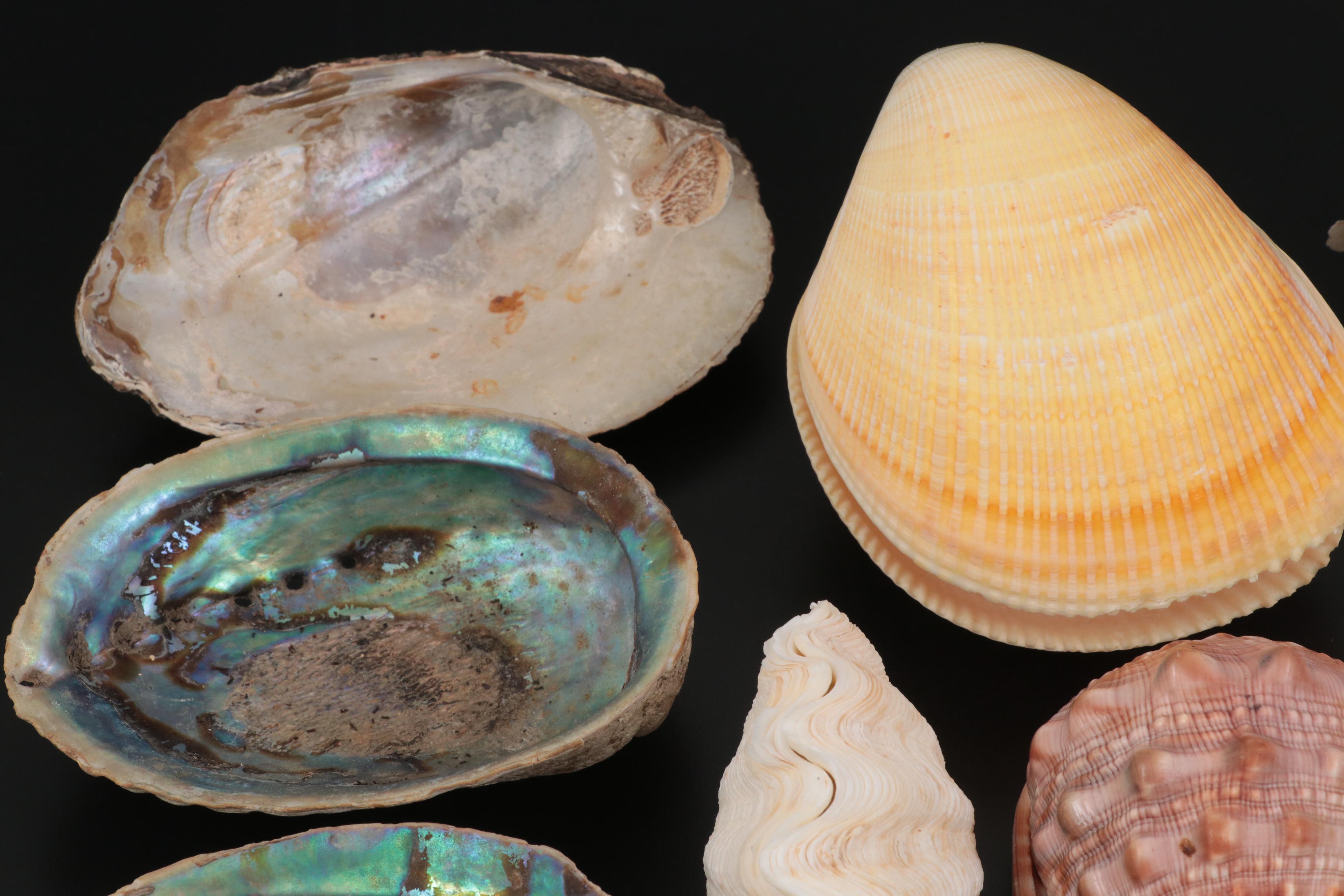 Abalone, Scallop Shells, Giant Clam Shells, Spider Conchs, Augers, More