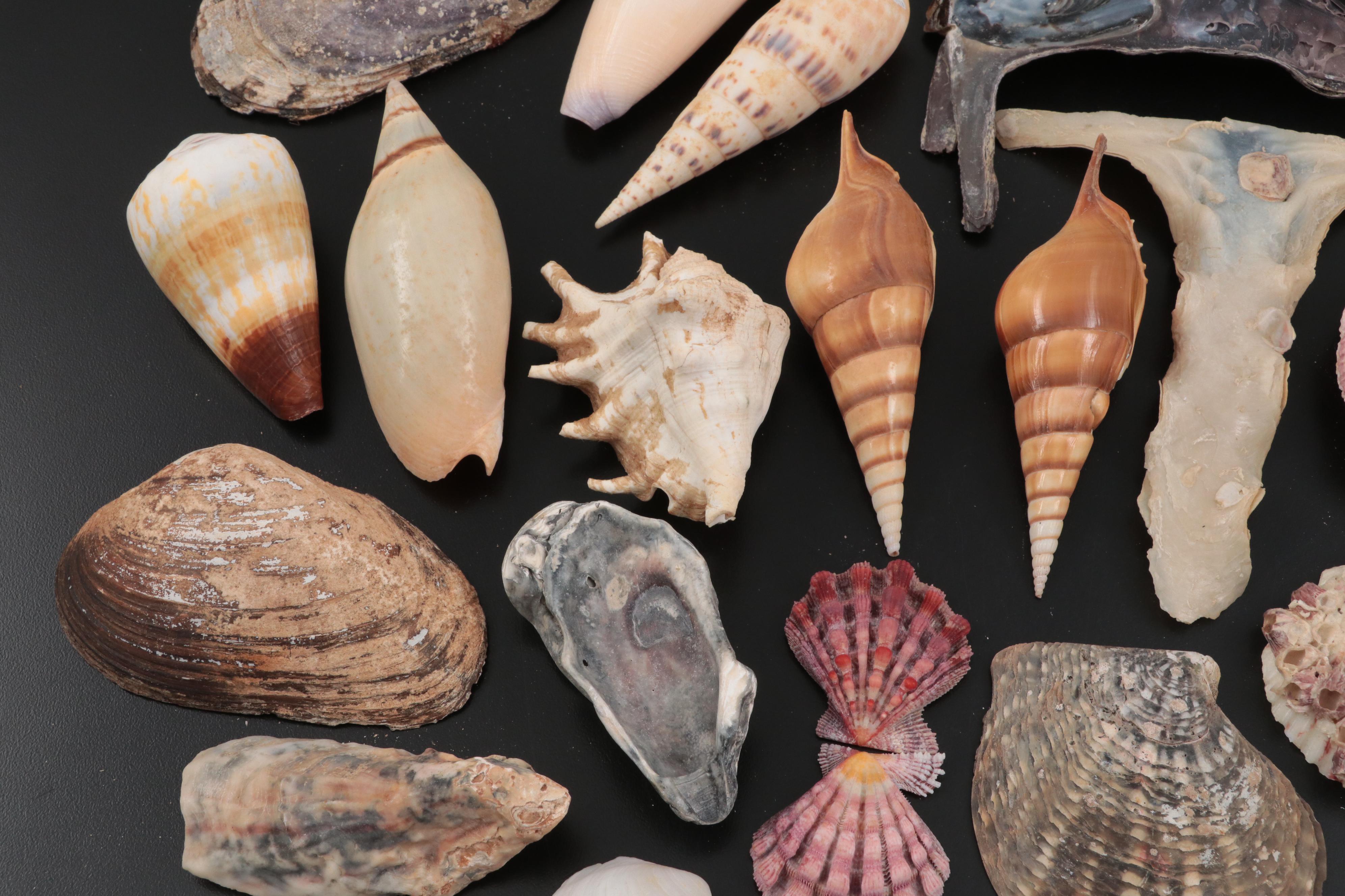 Abalone, Scallop Shells, Giant Clam Shells, Spider Conchs, Augers, More