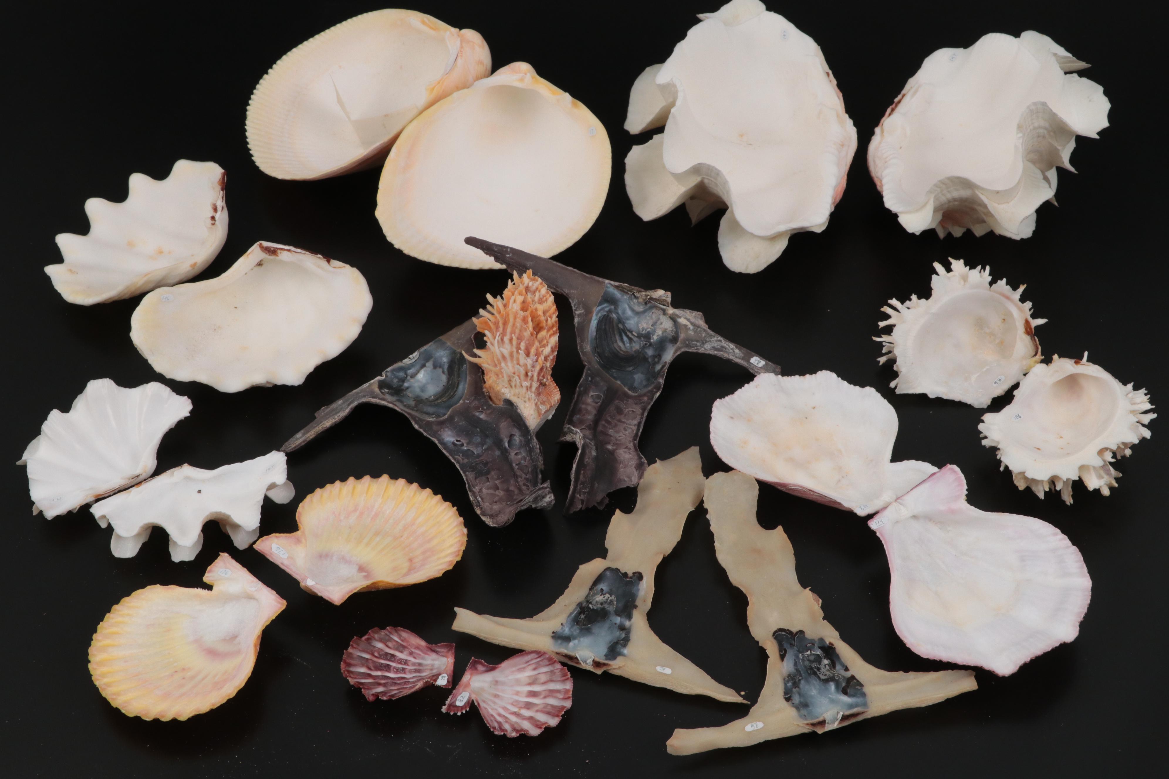 Abalone, Scallop Shells, Giant Clam Shells, Spider Conchs, Augers, More