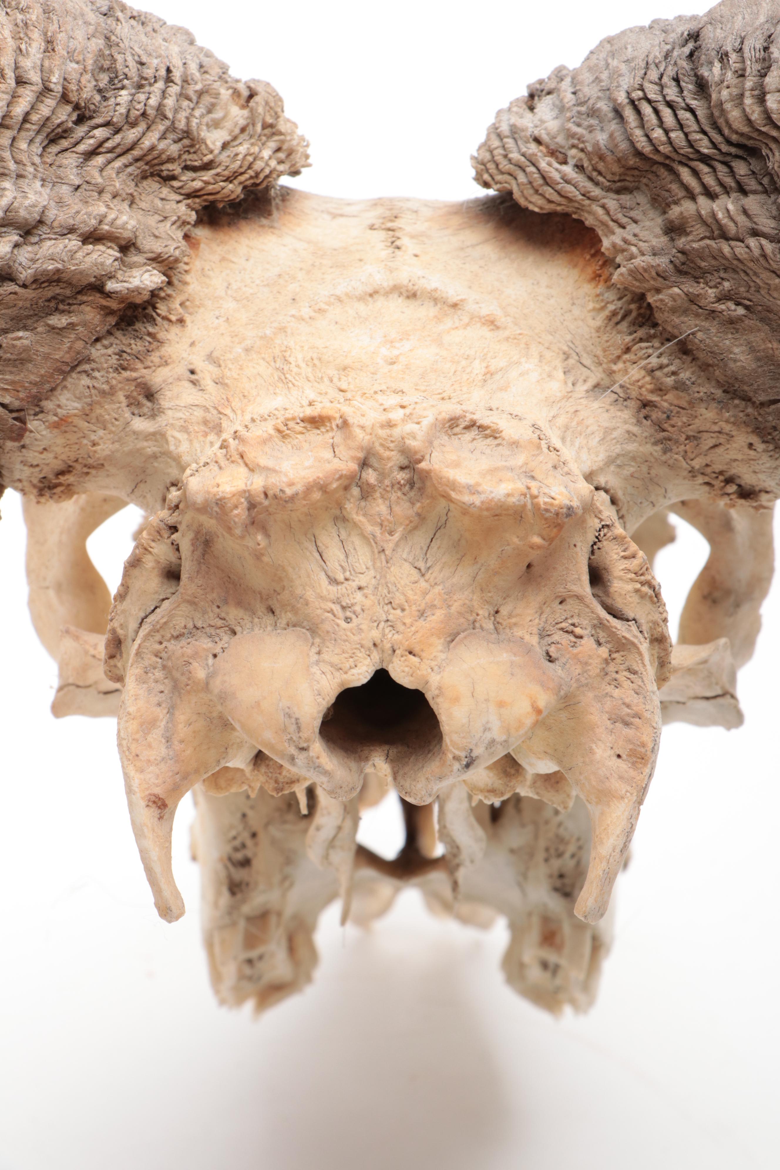 Taxidermy Bighorn Ram Skull With Horns