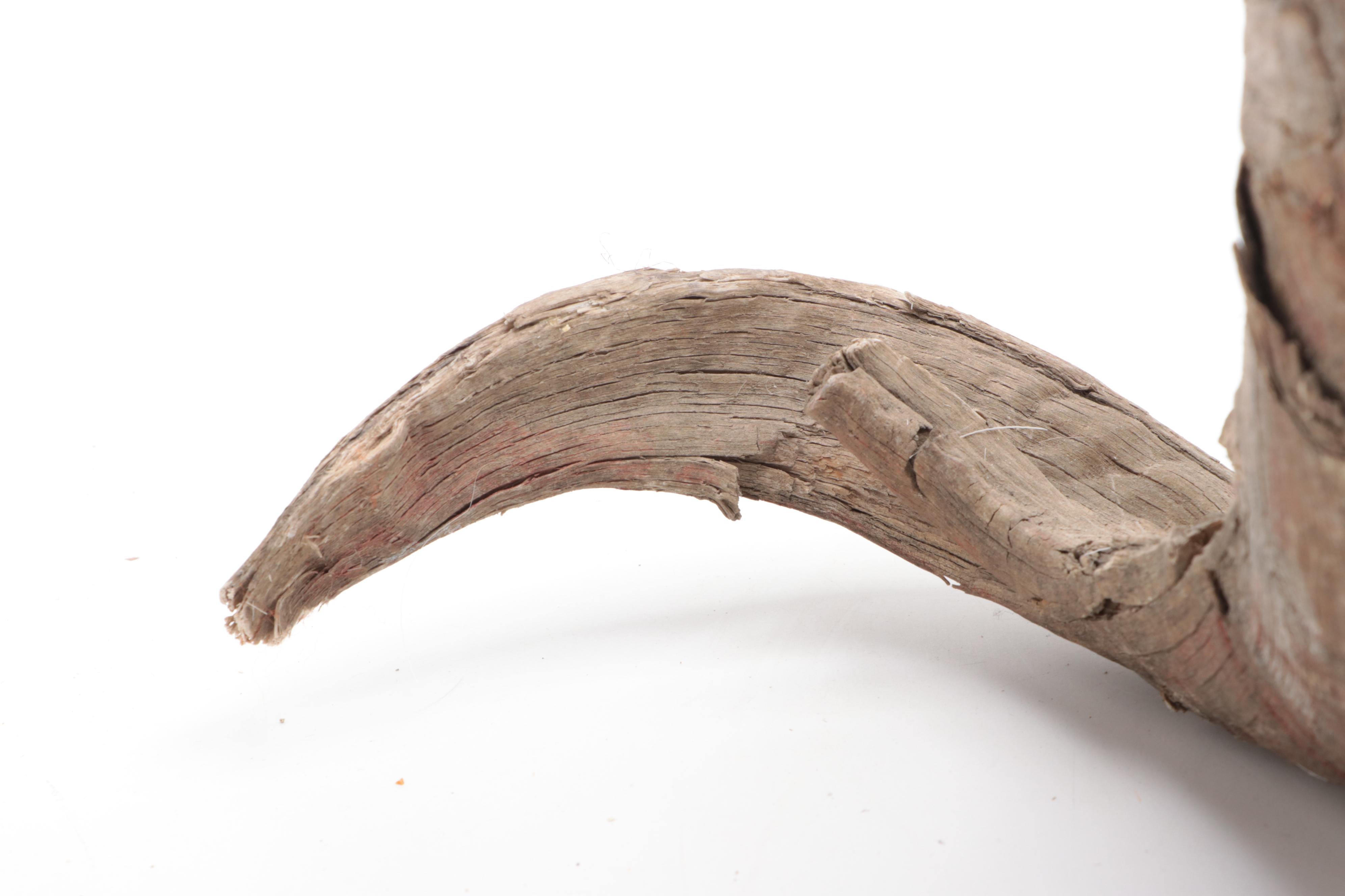 Taxidermy Bighorn Ram Skull With Horns