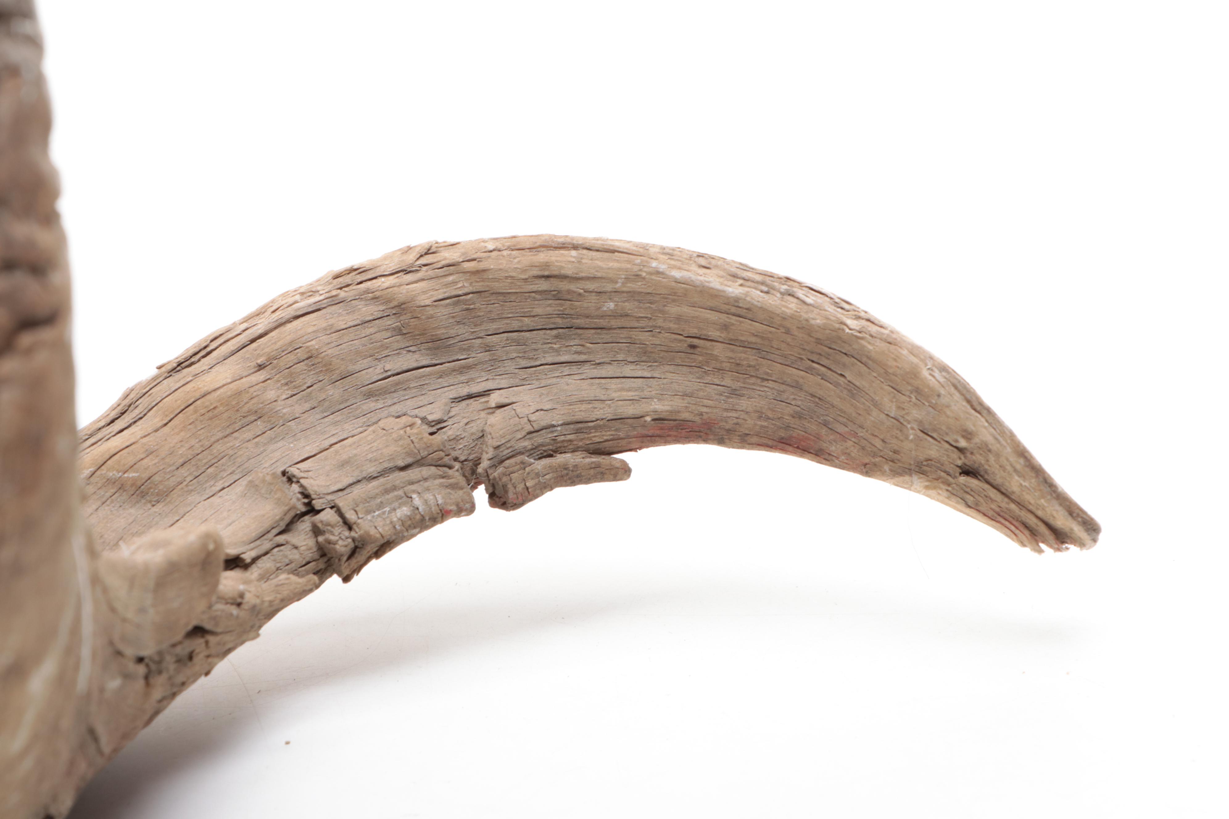 Taxidermy Bighorn Ram Skull With Horns