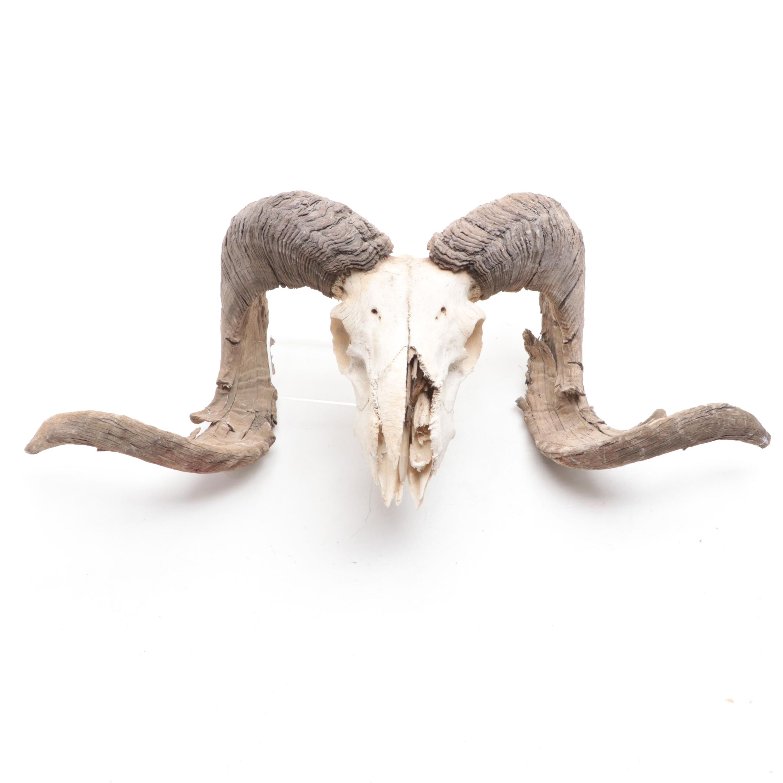 Taxidermy Bighorn Ram Skull With Horns