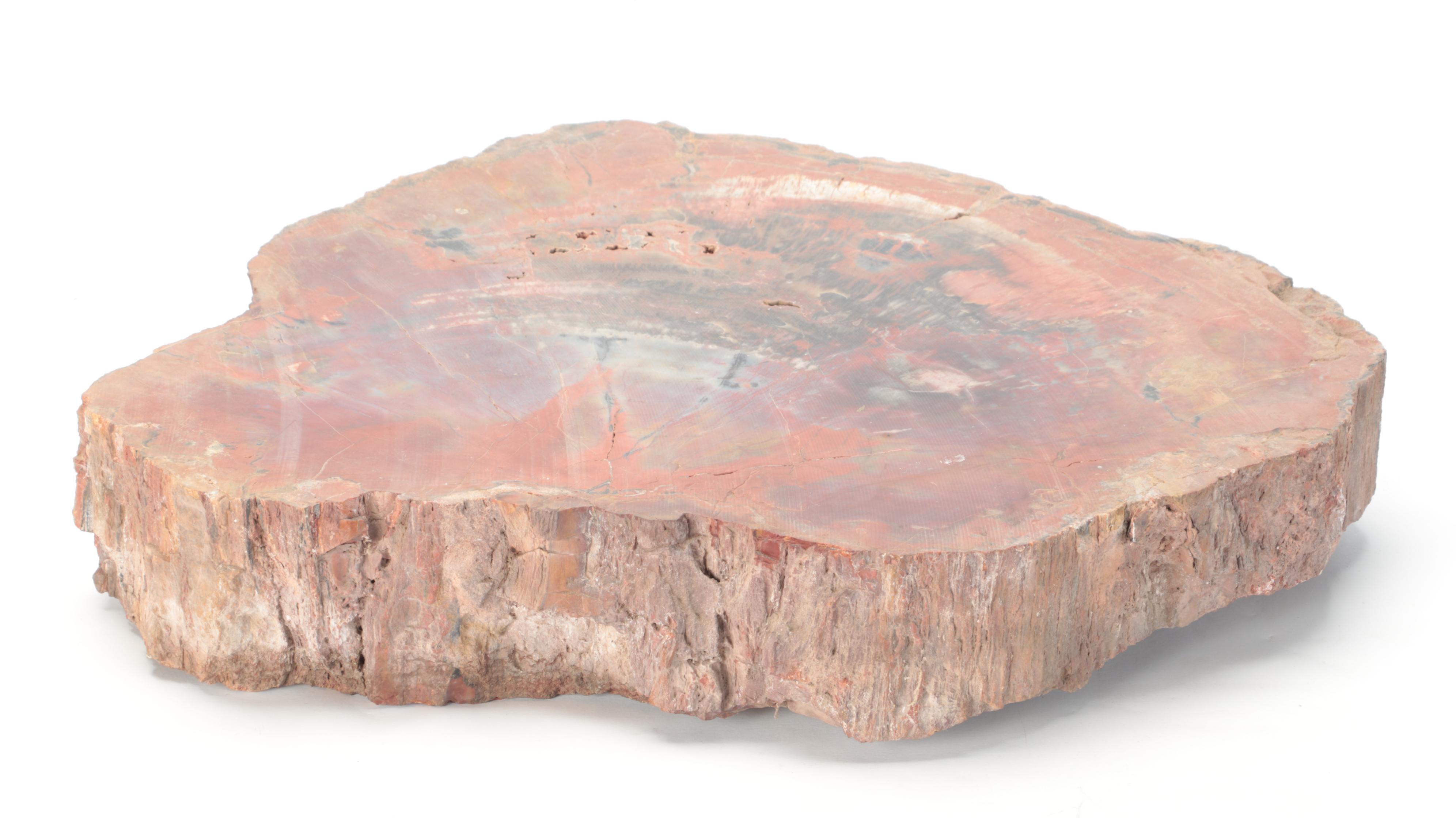 Agatized and Petrified Wood Slab