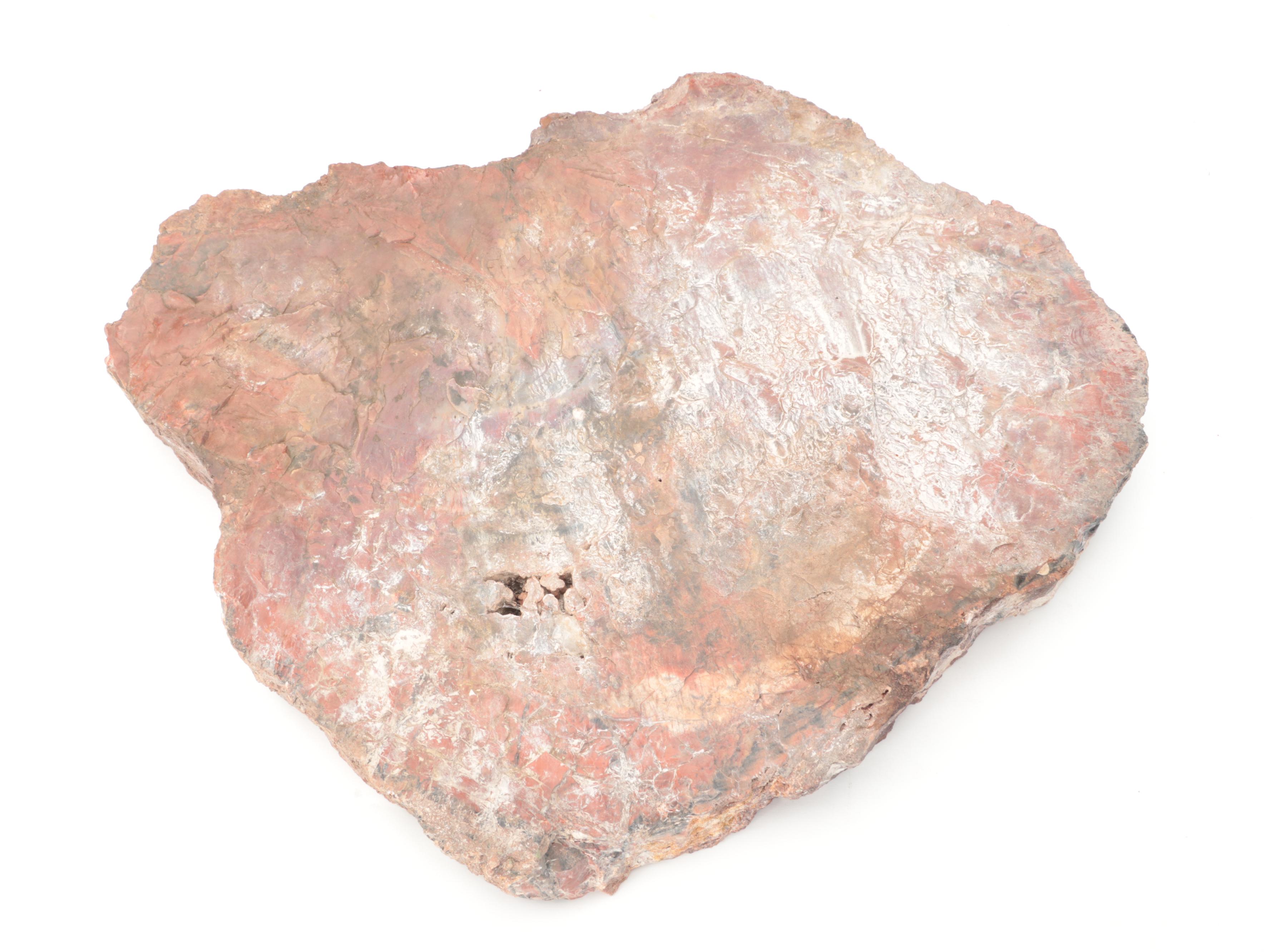 Agatized and Petrified Wood Slab