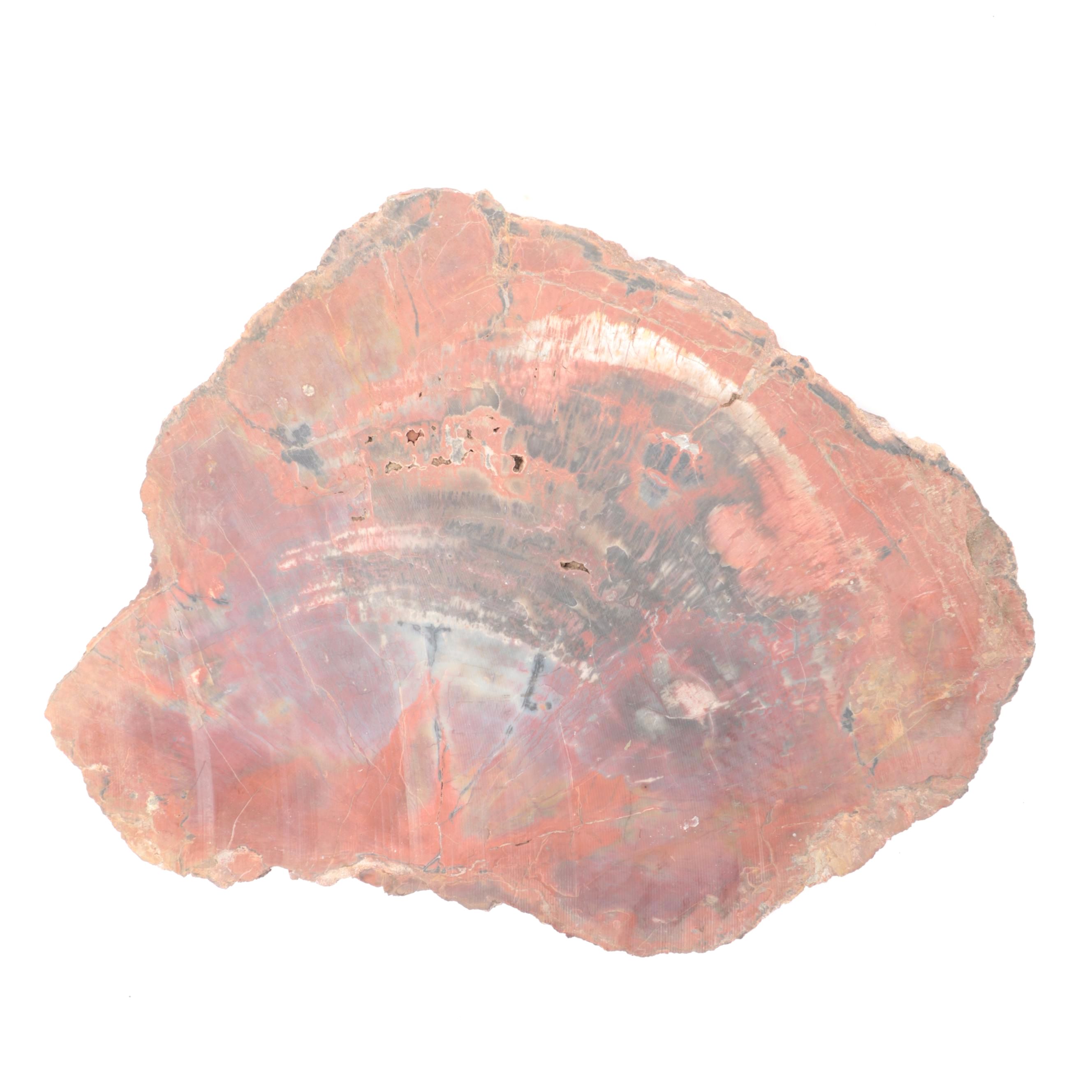 Agatized and Petrified Wood Slab