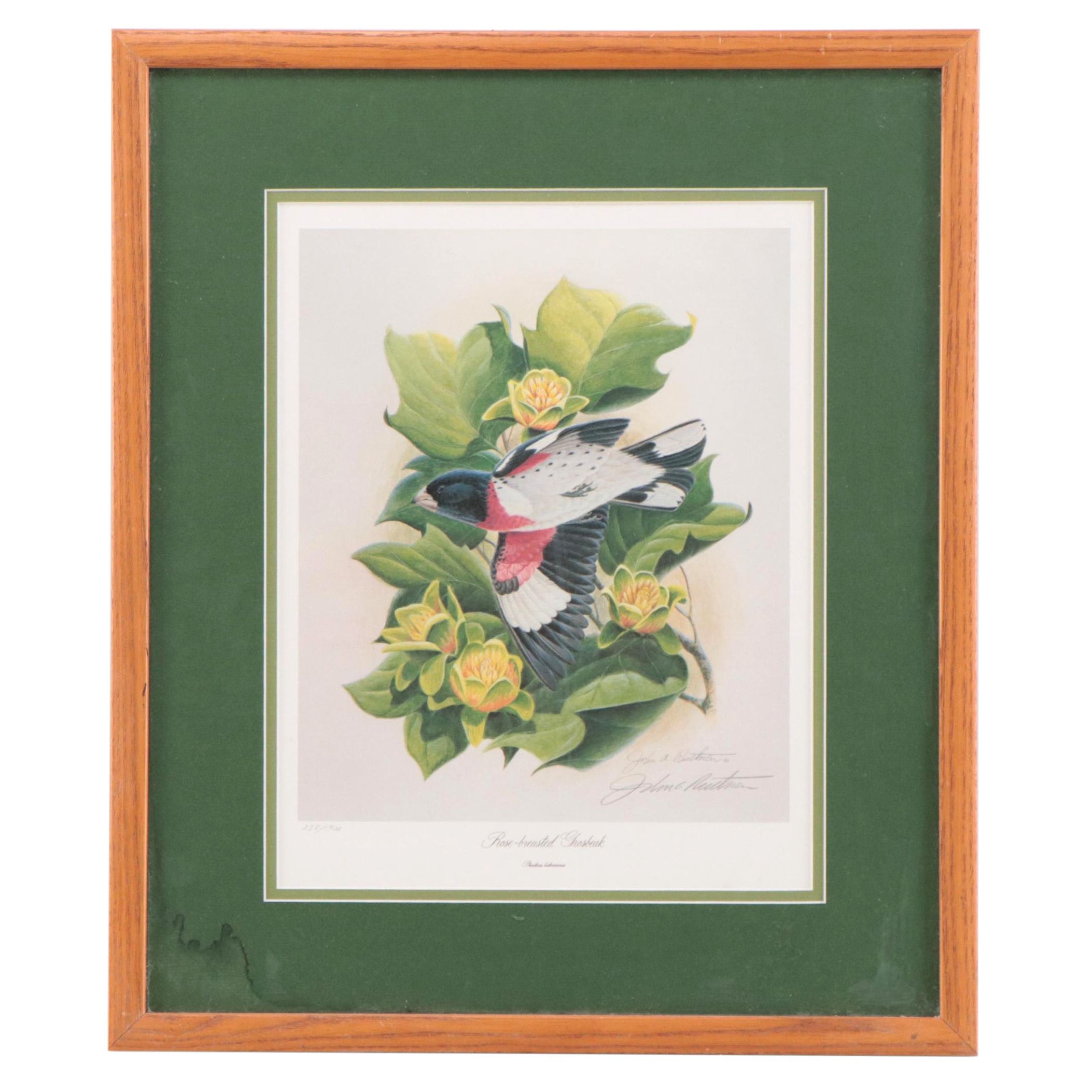 John Ruthven Offset Lithograph "Rose-breasted Grosbeak," Late 20th Century