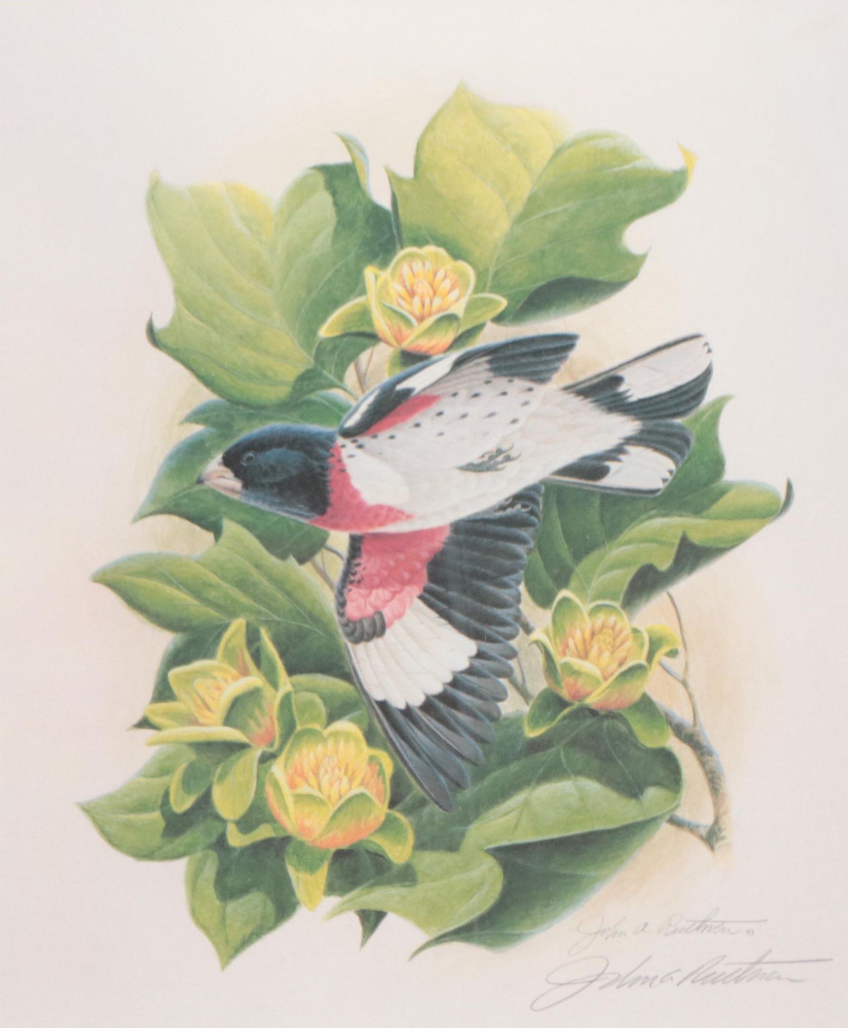 John Ruthven Offset Lithograph "Rose-breasted Grosbeak," Late 20th Century